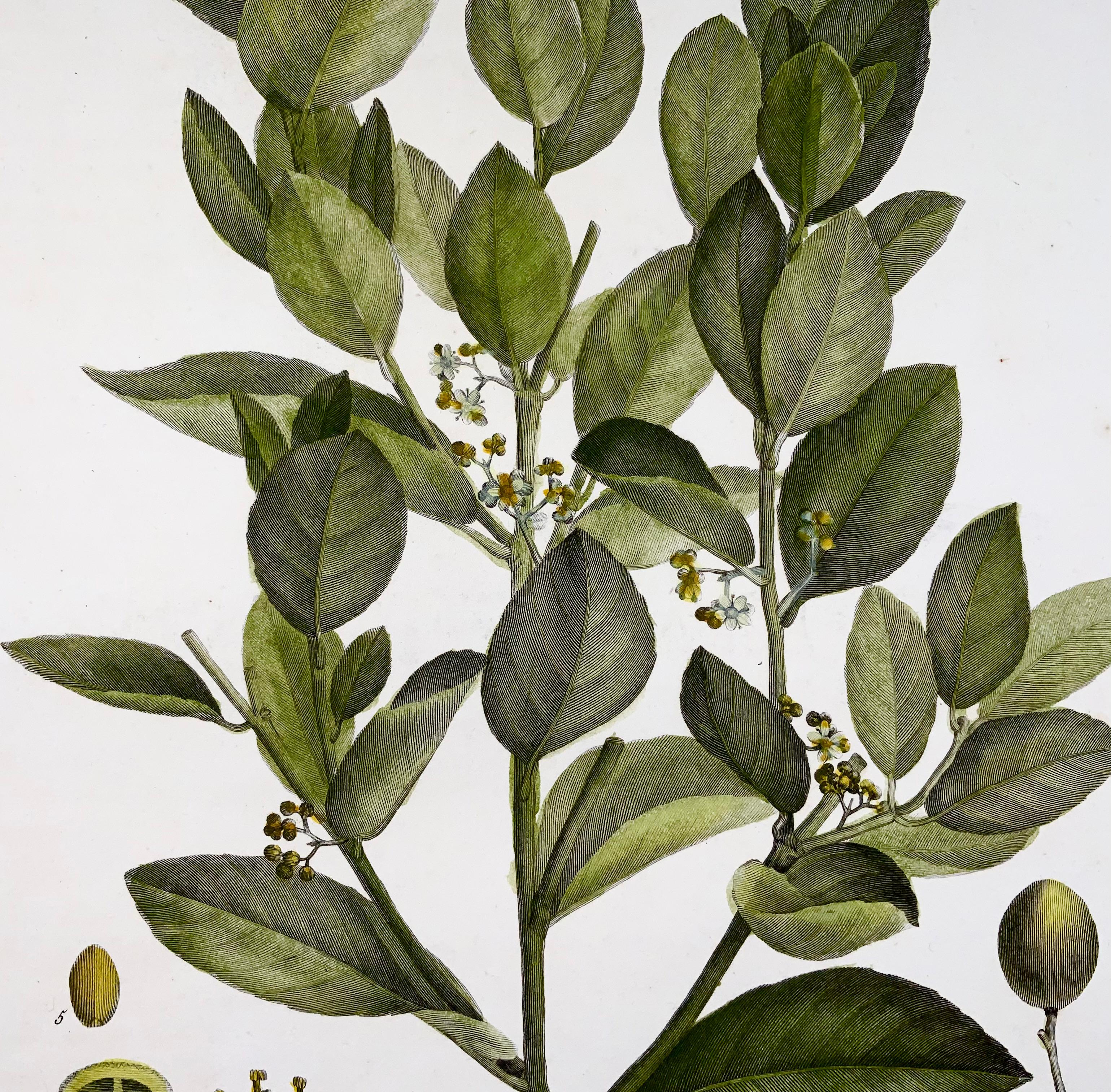 1803 Xylia Xylocarpa [