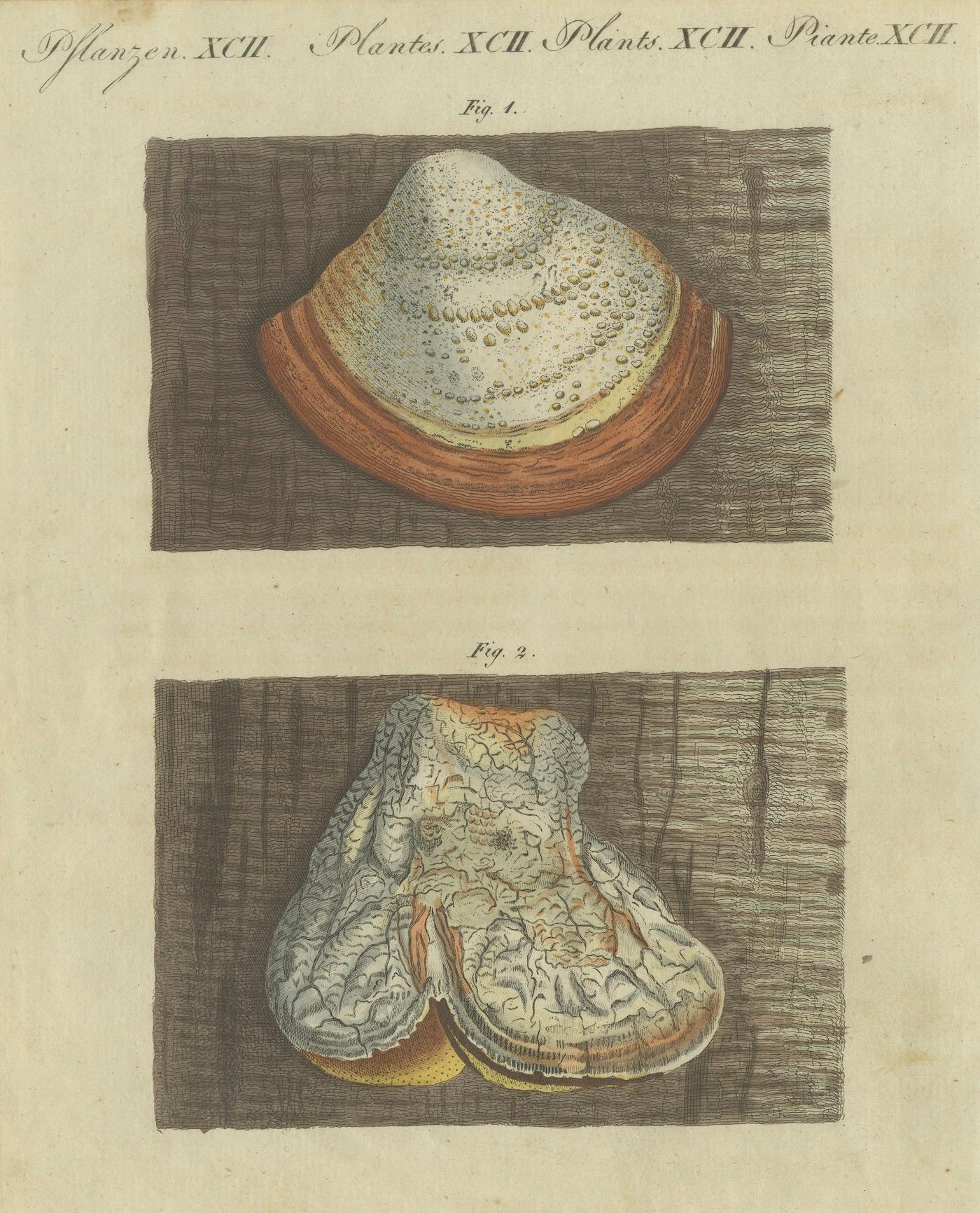 Titel: 1805 Handkolorierter Kupferstich von Pilzpräparaten aus dem Werk von Bertuch  

Beschreibung:  
Dieser beeindruckende handkolorierte Stich stammt aus Friedrich Justine Bertuchs 1805 erschienener *Porte-Feuille des Enfants* (Kindermappe). Der
