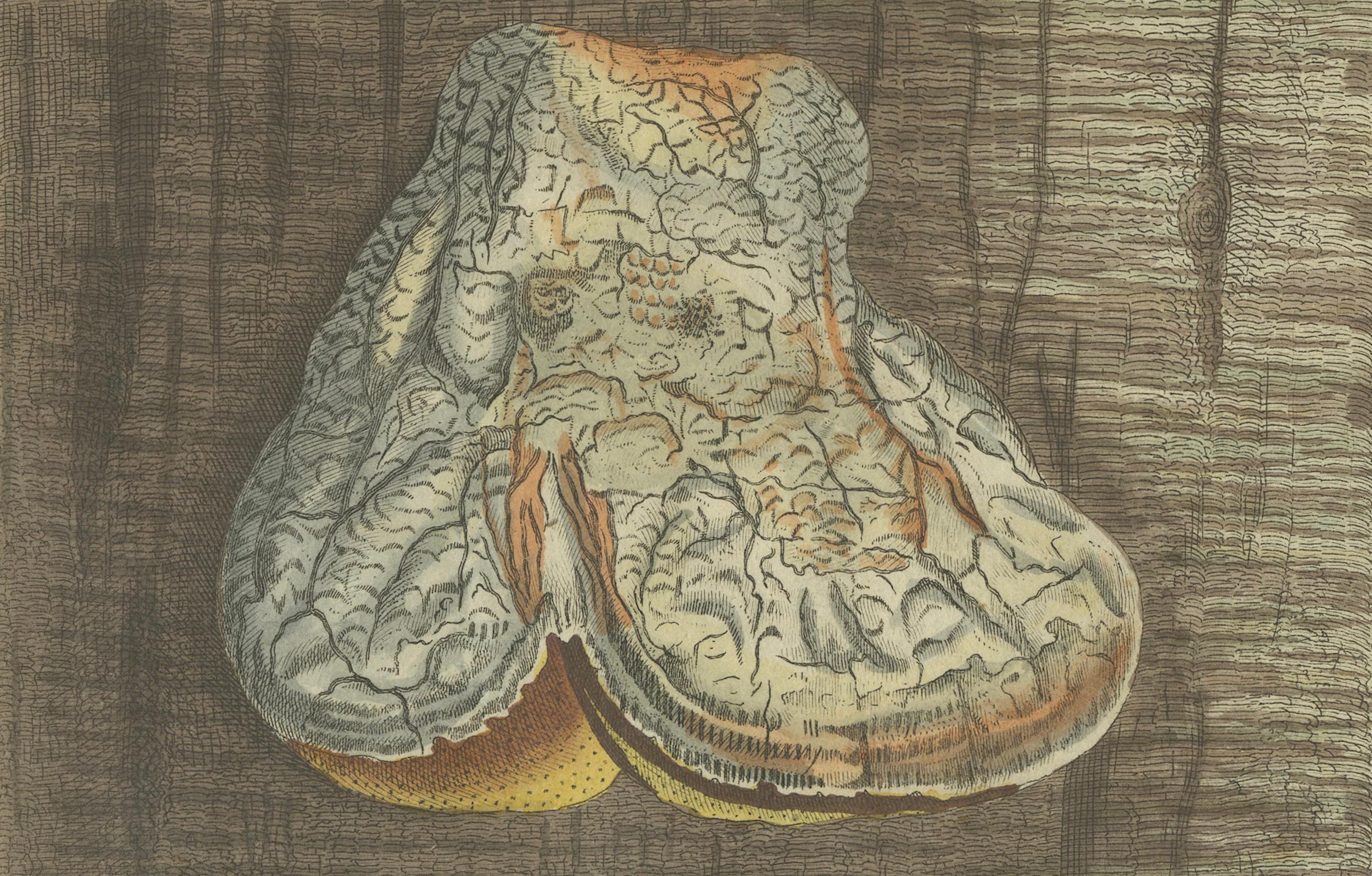 1805 Handkolorierter Stich von Pilzpräparaten aus Bertuchs Werk im Zustand „Gut“ im Angebot in Langweer, NL