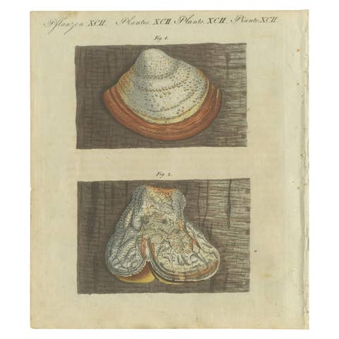 1805 Hand-Colored Engraving of Fungi Specimens from Bertuch’s Work