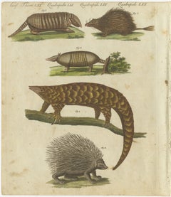 1805 Handcolored Engraving of Unique Mammals from Bertuch's "Bilderbuch"