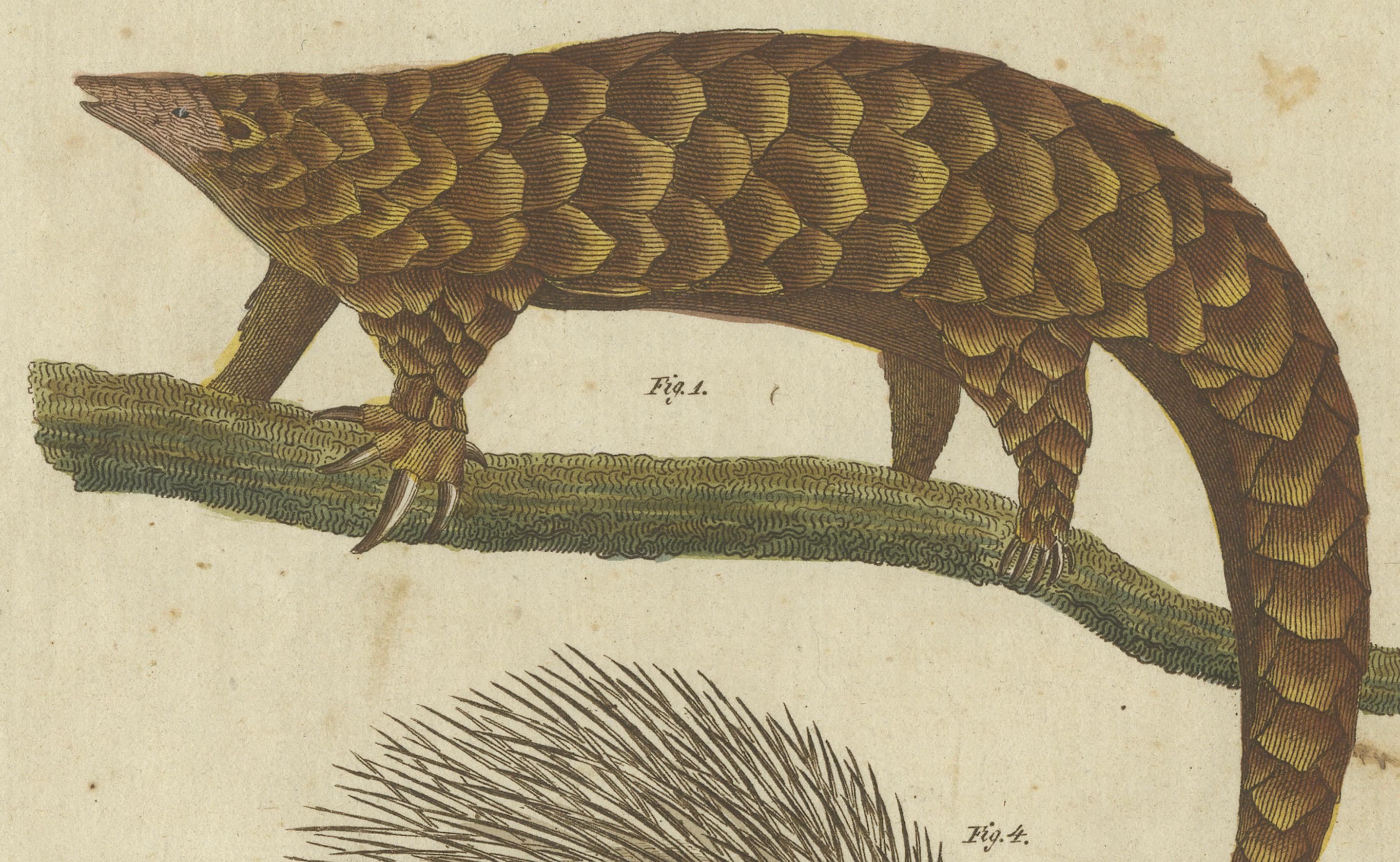 1805 Handcolored Engraving of Unique Mammals from Bertuch's 