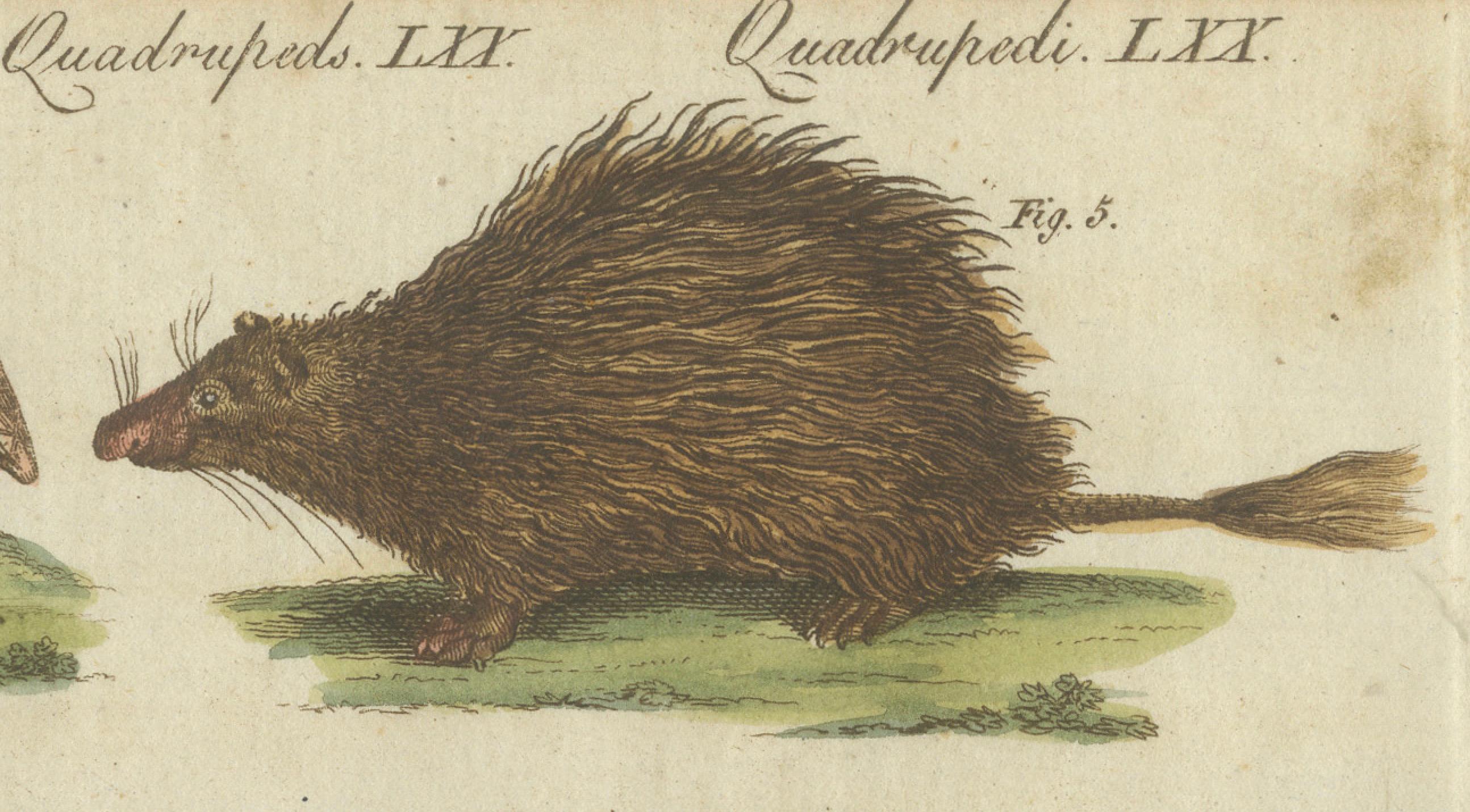 Early 19th Century 1805 Handcolored Engraving of Unique Mammals from Bertuch's 