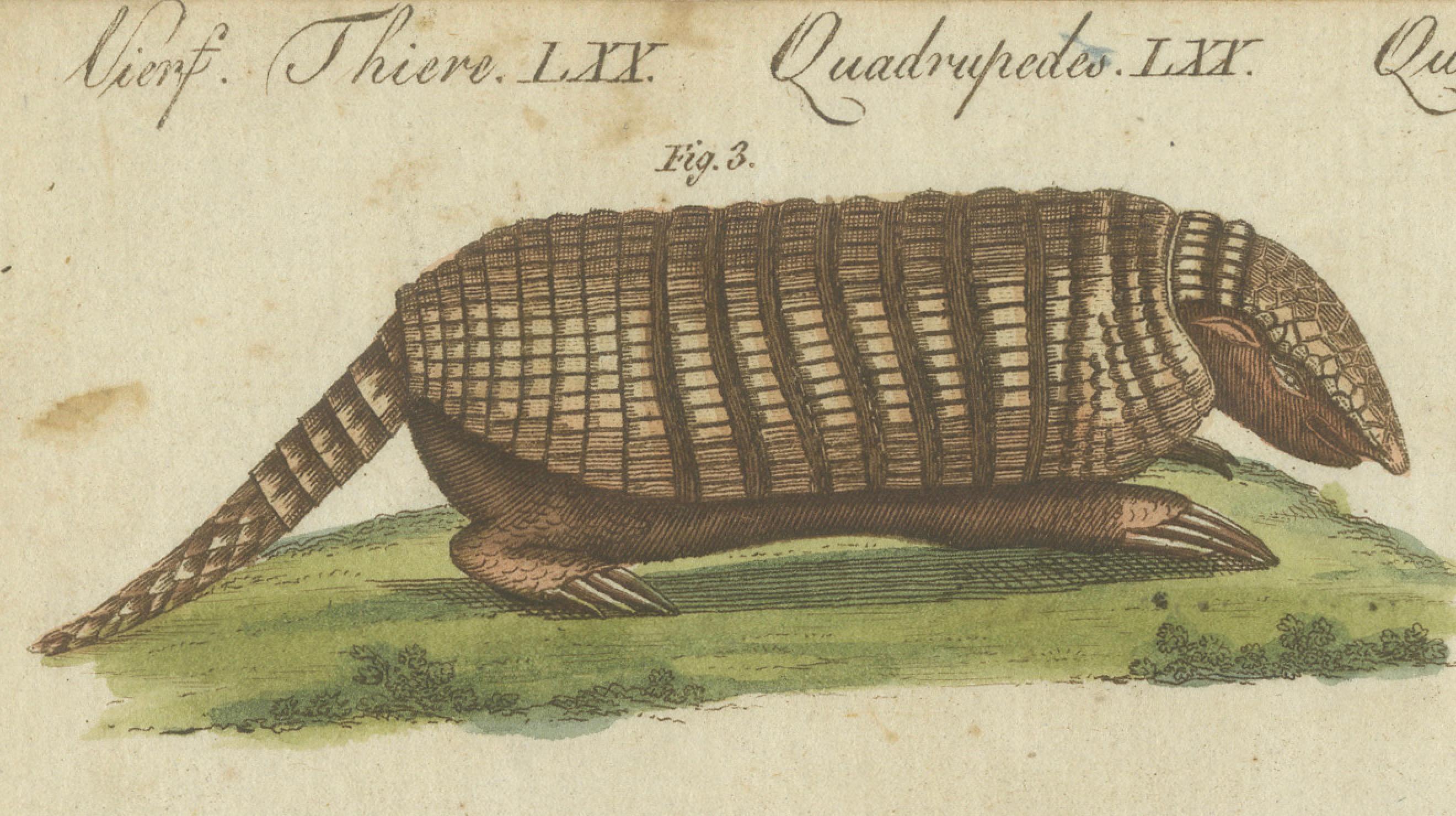Paper 1805 Handcolored Engraving of Unique Mammals from Bertuch's 