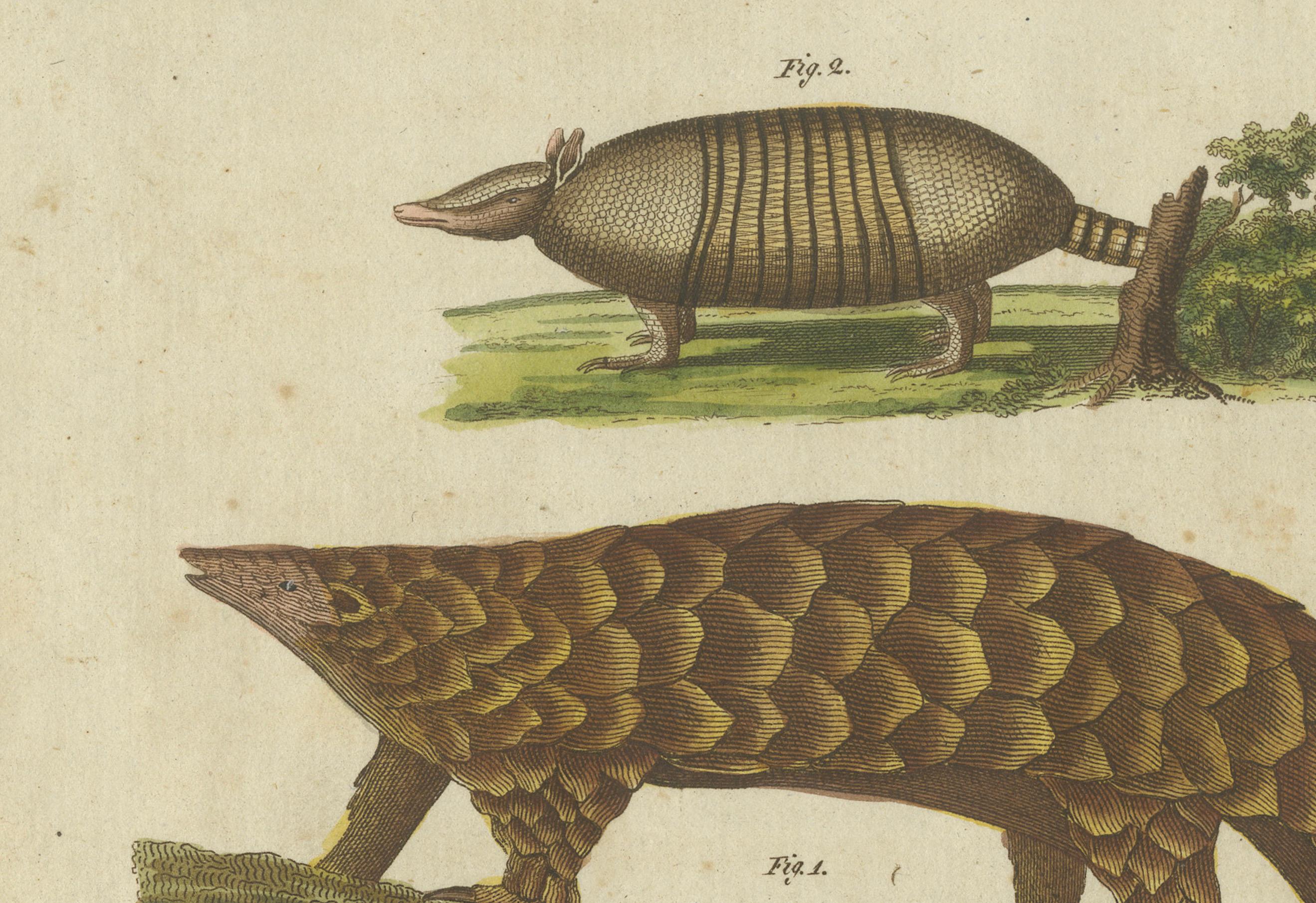 1805 Handcolored Engraving of Unique Mammals from Bertuch's 