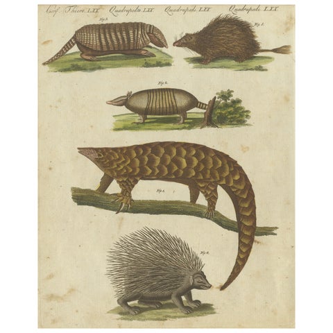 1805 Handcolored Engraving of Unique Mammals from Bertuch's "Bilderbuch"