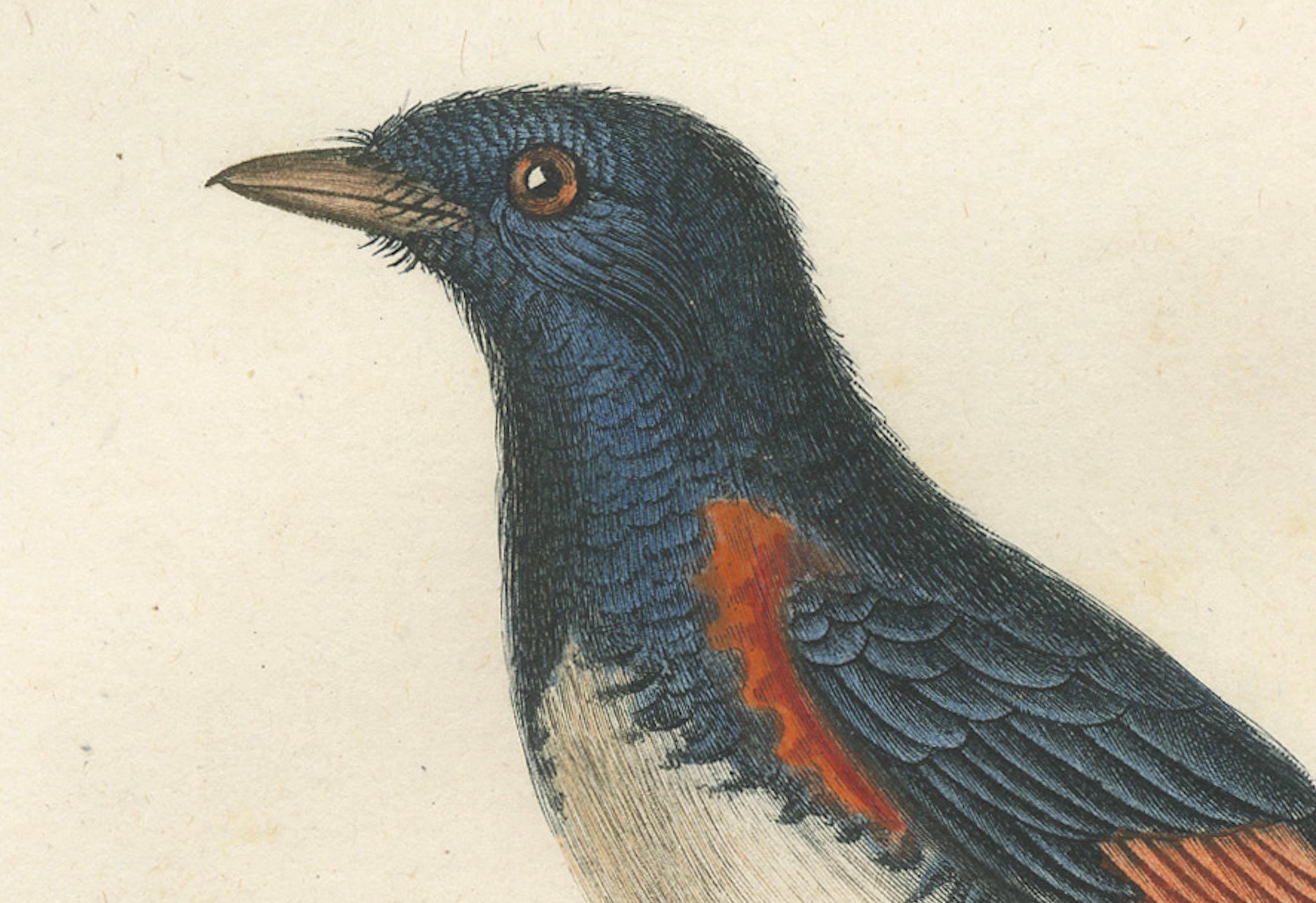 This original vintage illustratiton is a handcolored antique print titled 'Le Moucberolle doré mâle', which showcases a male American redstart (Setophaga ruticilla), a vibrant member of the New World warbler family. The bird is depicted in