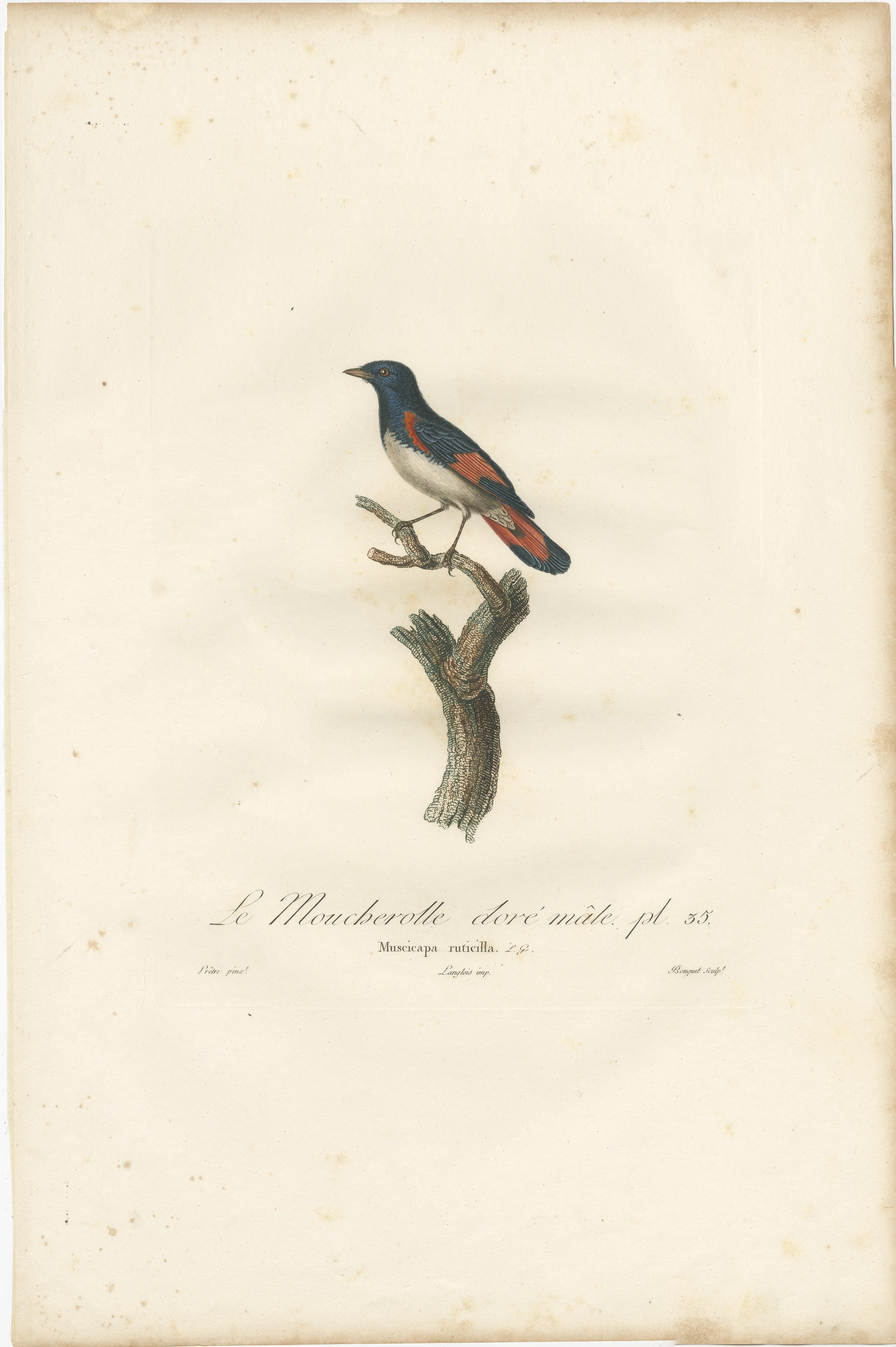 1807 Amerikanischer Gartenrotschwanz Illustration - 'Le Moucherolle doré mâle' Alter Vogeldruck im Zustand „Gut“ im Angebot in Langweer, NL
