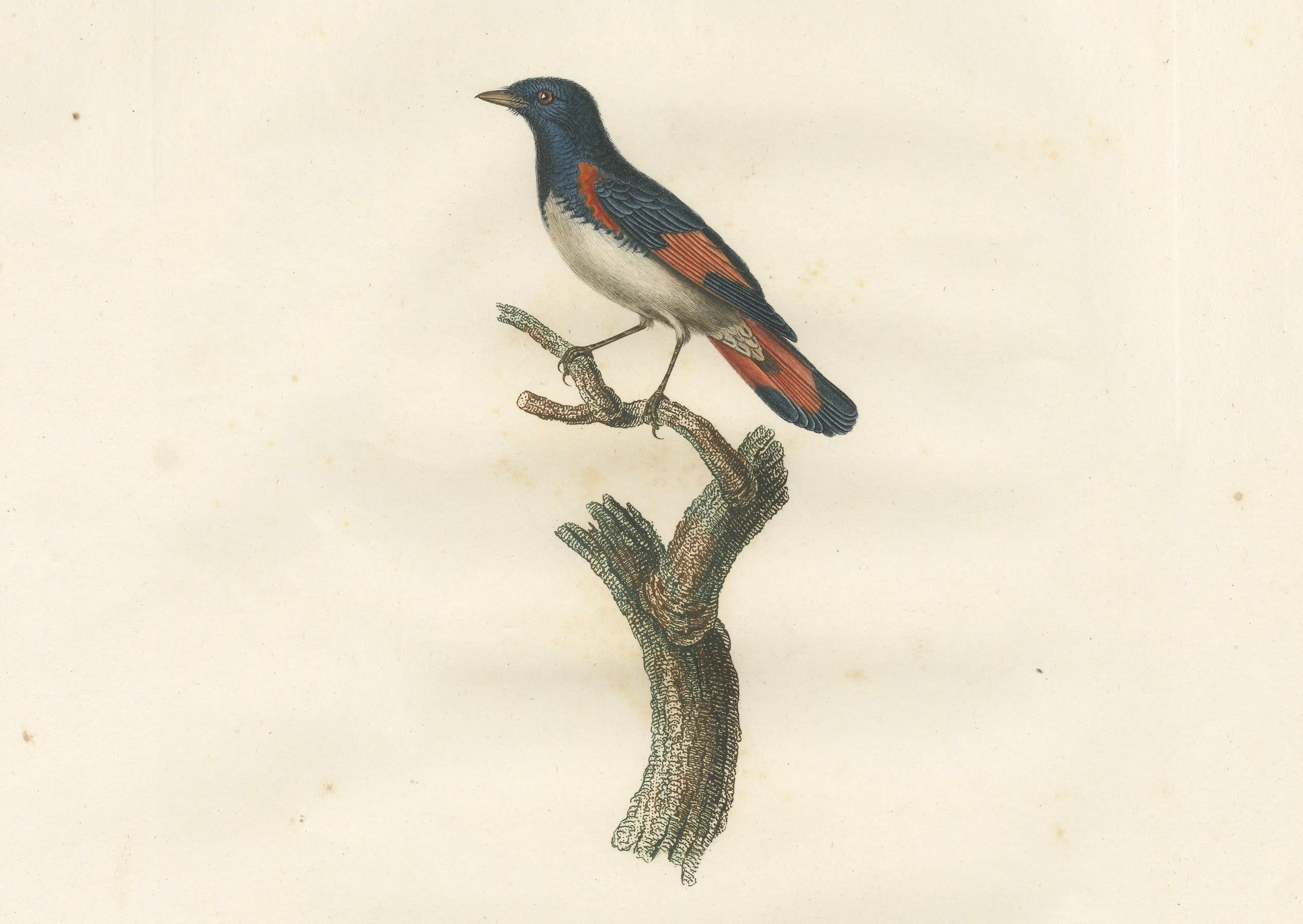 1807 Amerikanischer Gartenrotschwanz Illustration - 'Le Moucherolle doré mâle' Alter Vogeldruck (19. Jahrhundert) im Angebot