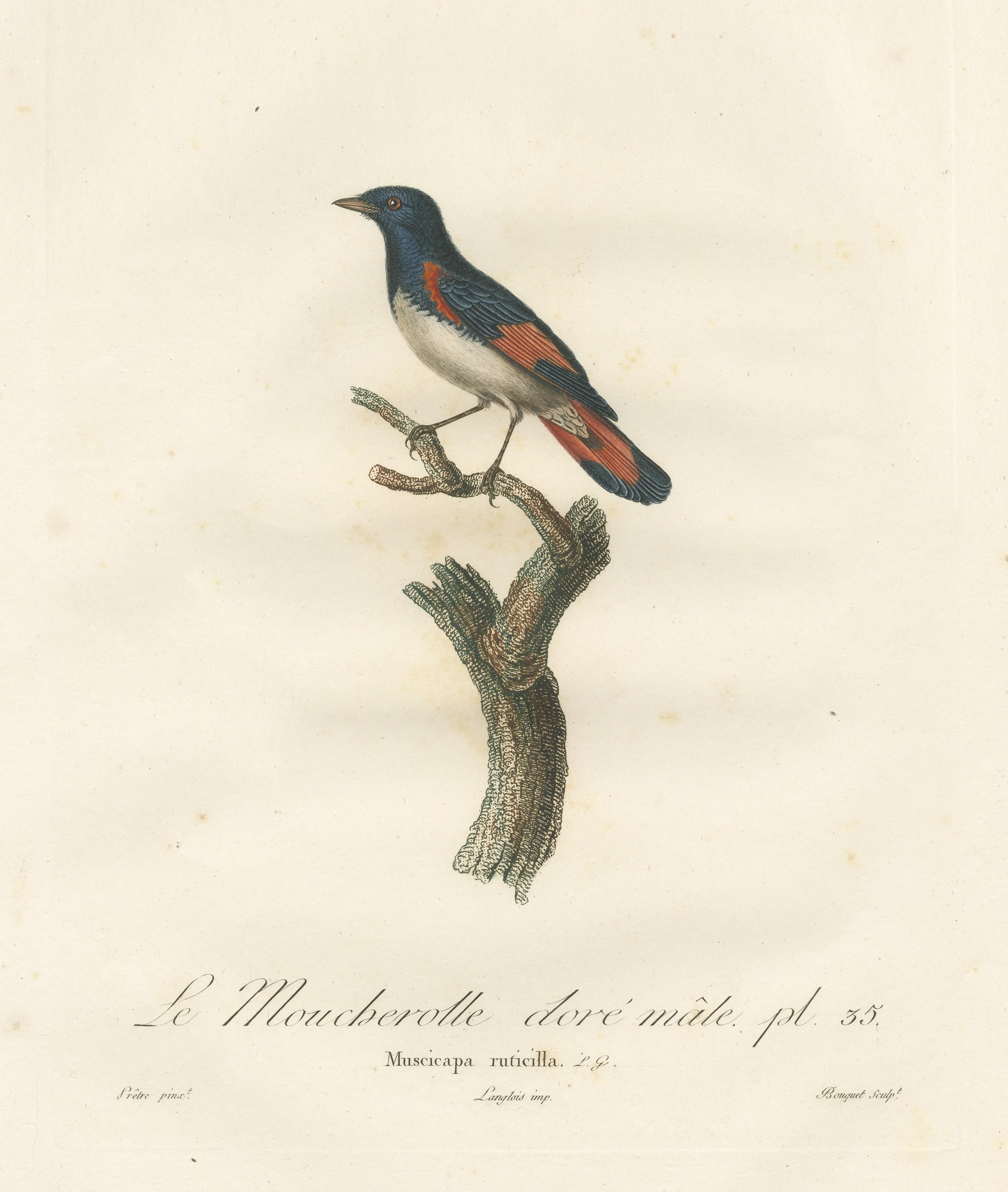 1807 Amerikanischer Gartenrotschwanz Illustration - 'Le Moucherolle doré mâle' Alter Vogeldruck (Papier) im Angebot