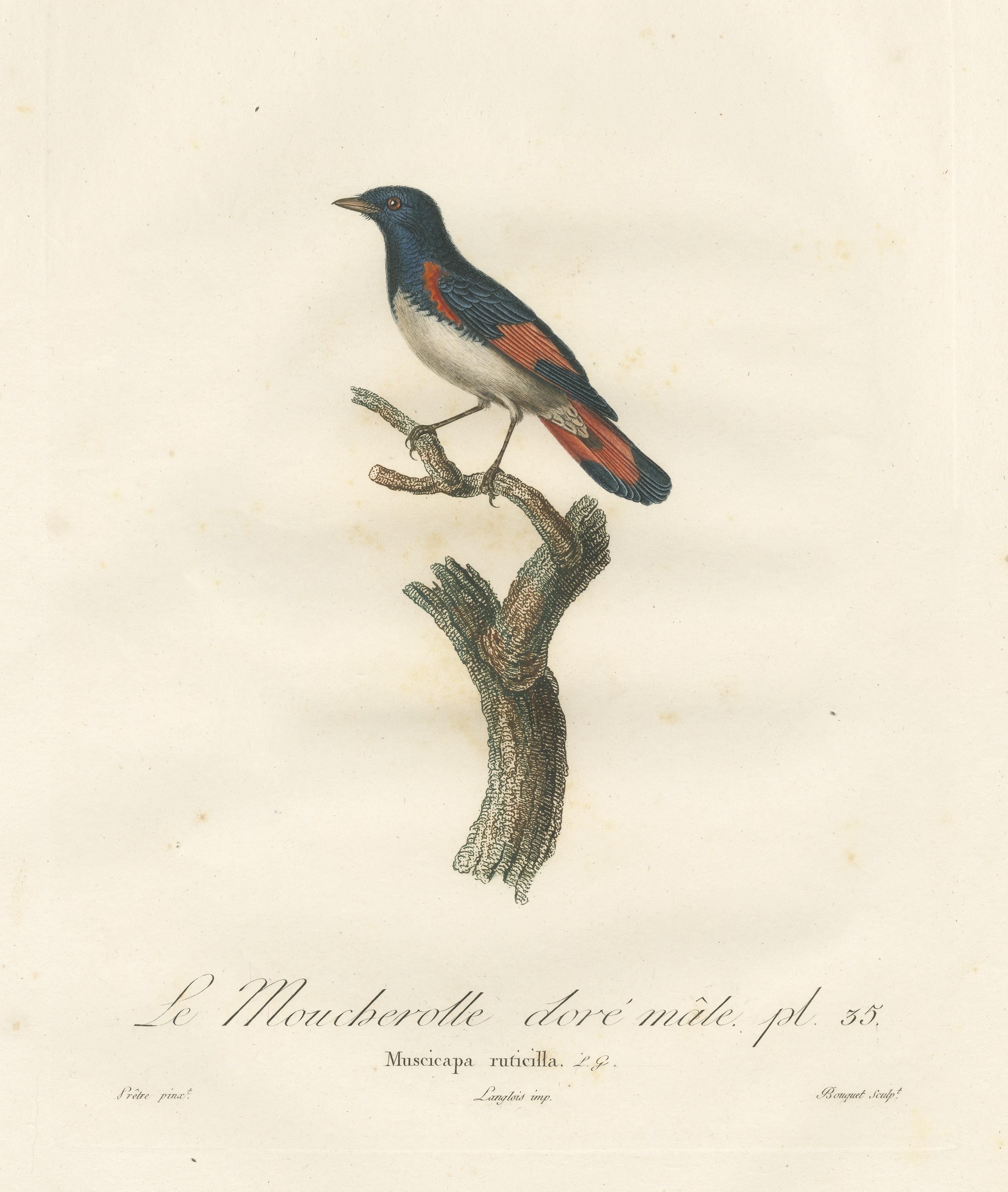 Papier Illustration de 1807 sur le rougequeue à front blanc - 'Le Moucherolle doré mâle' Ancienne gravure d'oiseau en vente