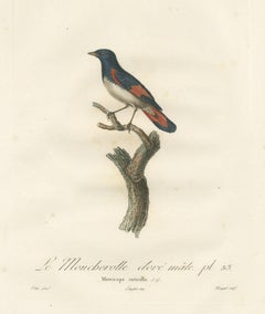 1807 American Redstart Illustration - 'Le Moucherolle doré mâle' Old Bird Print
