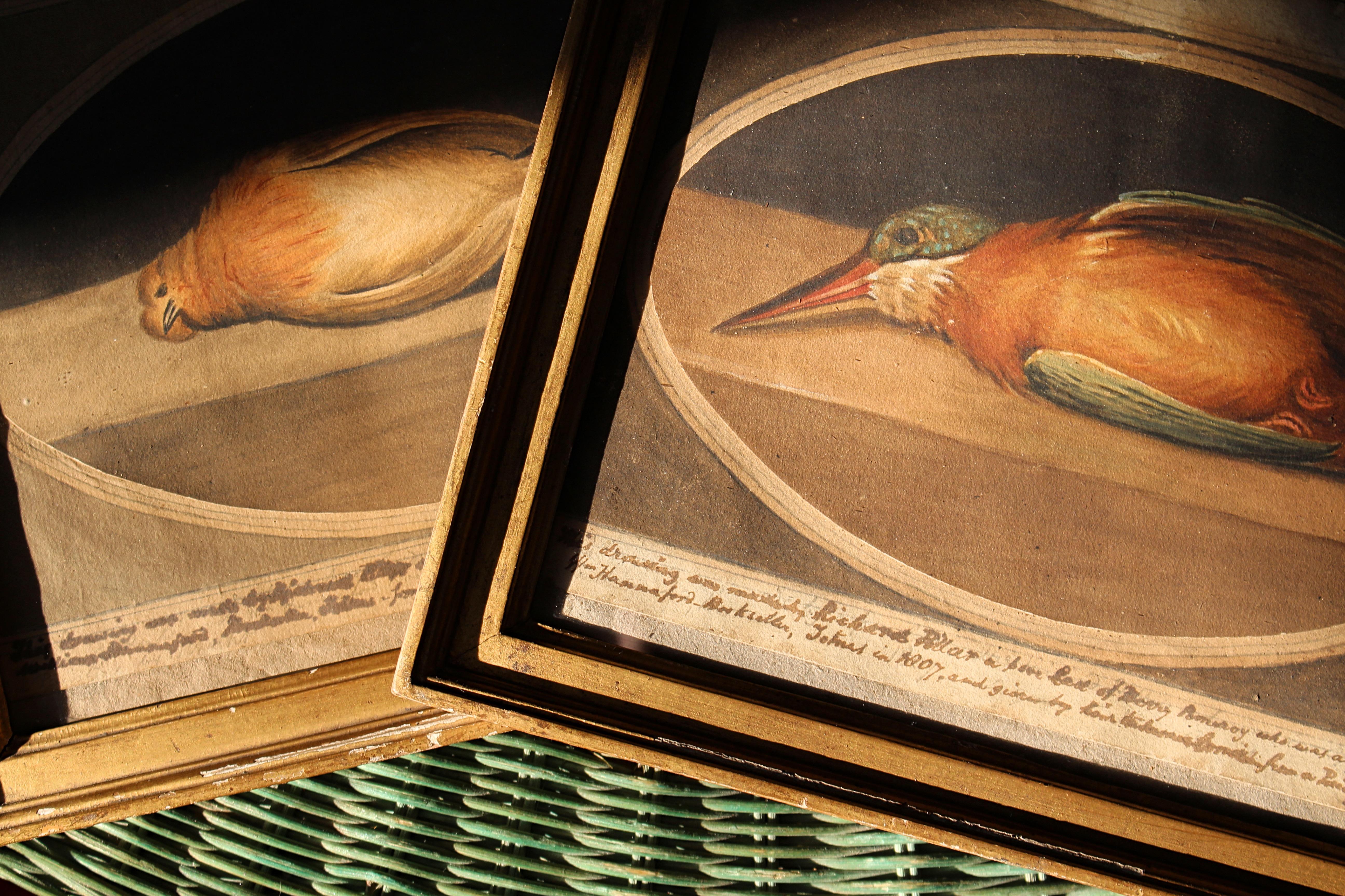 Frühe Studien der britischen Schule des 19. Jahrhunderts mit einem toten Rotkehlchen und einem Eisvogel, die beide auf ähnliche Weise am unteren Rand beschriftet sind. Aquarelle auf Papier mit Bleistiftunterzeichnungen, in vergoldetem Holzrahmen aus
