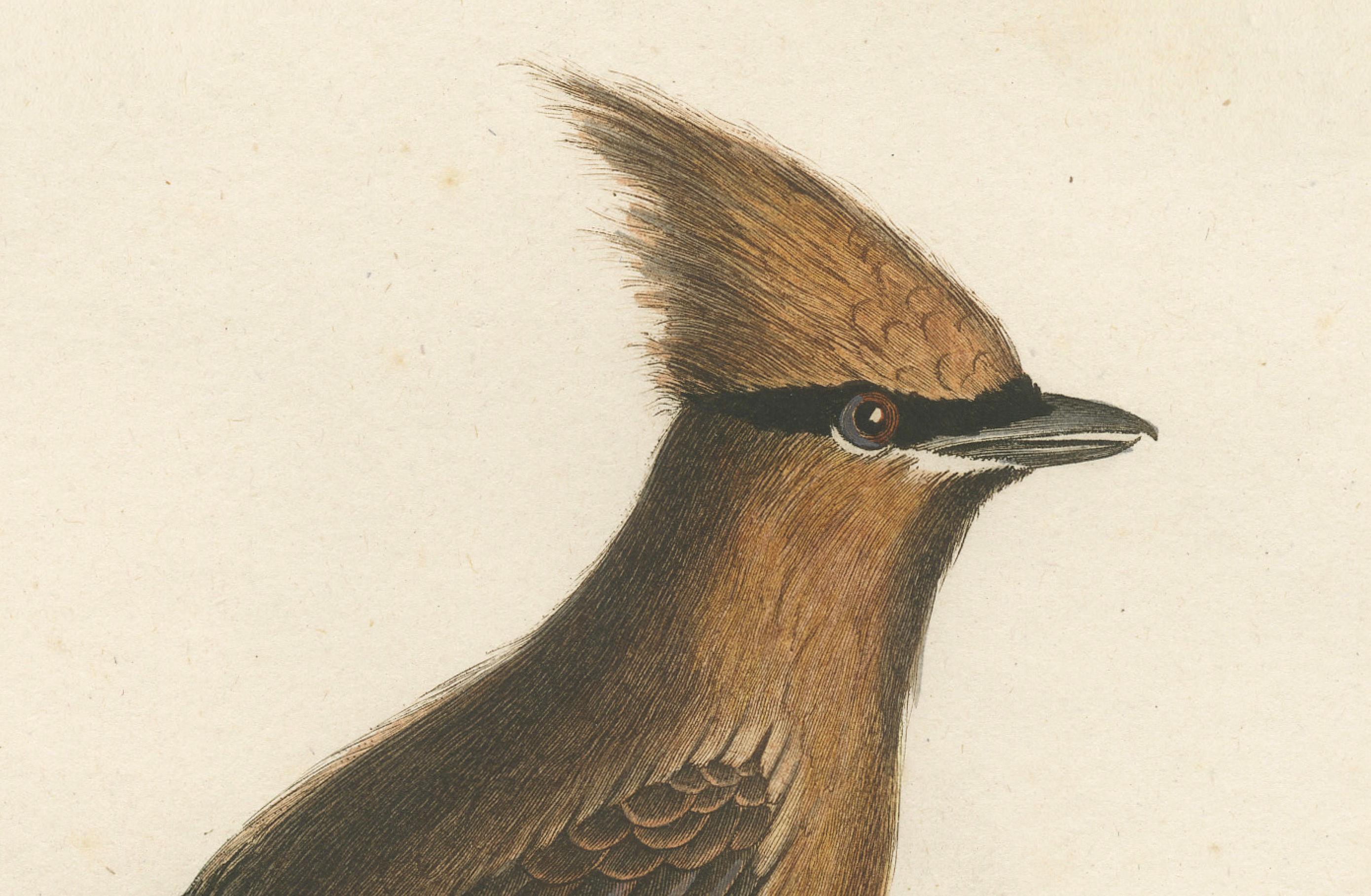 This is a handcolored antique print titled 'Le Jaseur du Cédre', featuring the cedar waxwing (Bombycilla cedrorum), known for its sleek appearance and sociable nature. The bird is rendered in exquisite detail, perched on a branch in profile, with