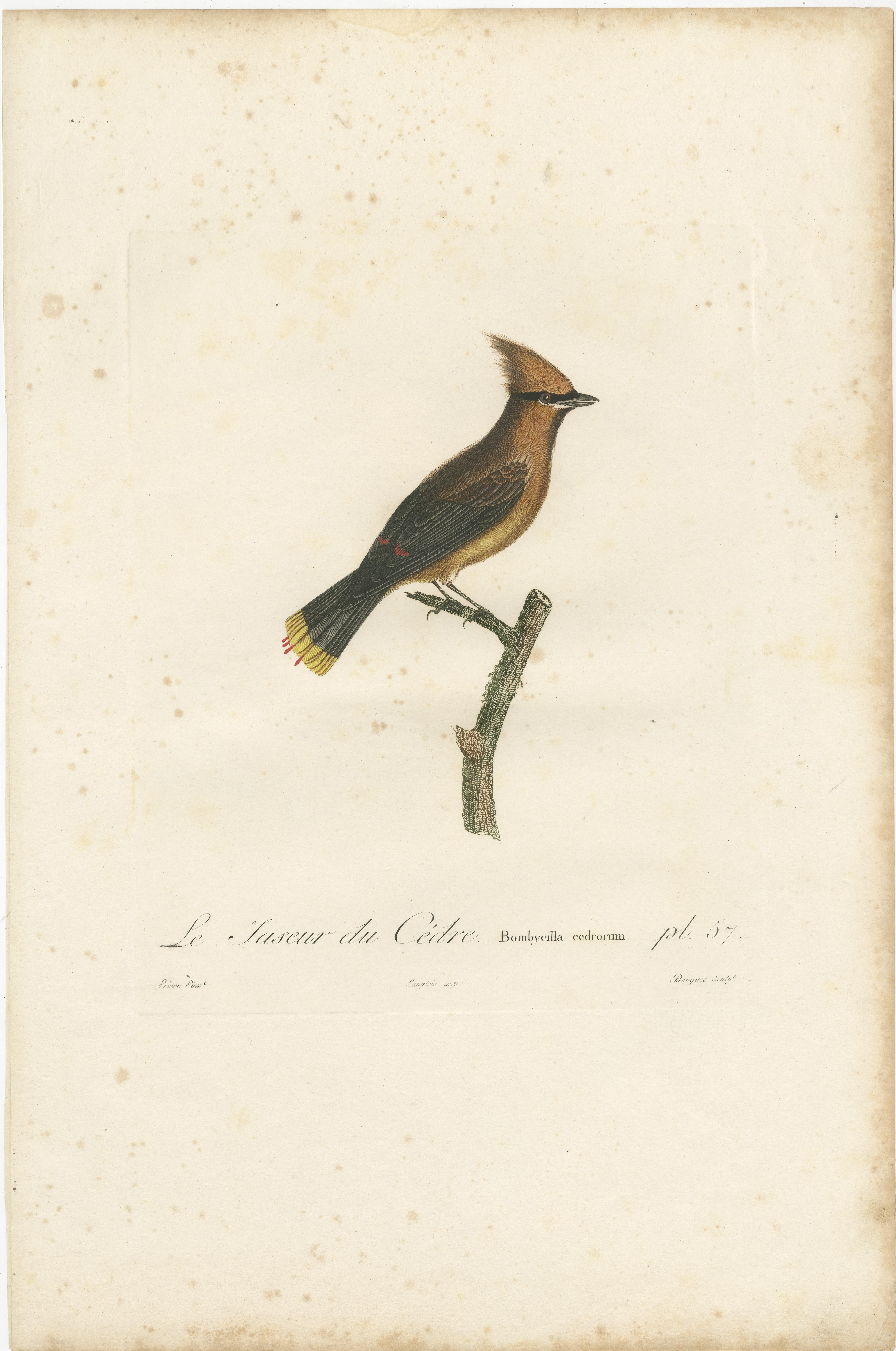 1807 Cedar Waxwing Print - Original Handcolored Bird Illustration by Vieillot In Good Condition For Sale In Langweer, NL