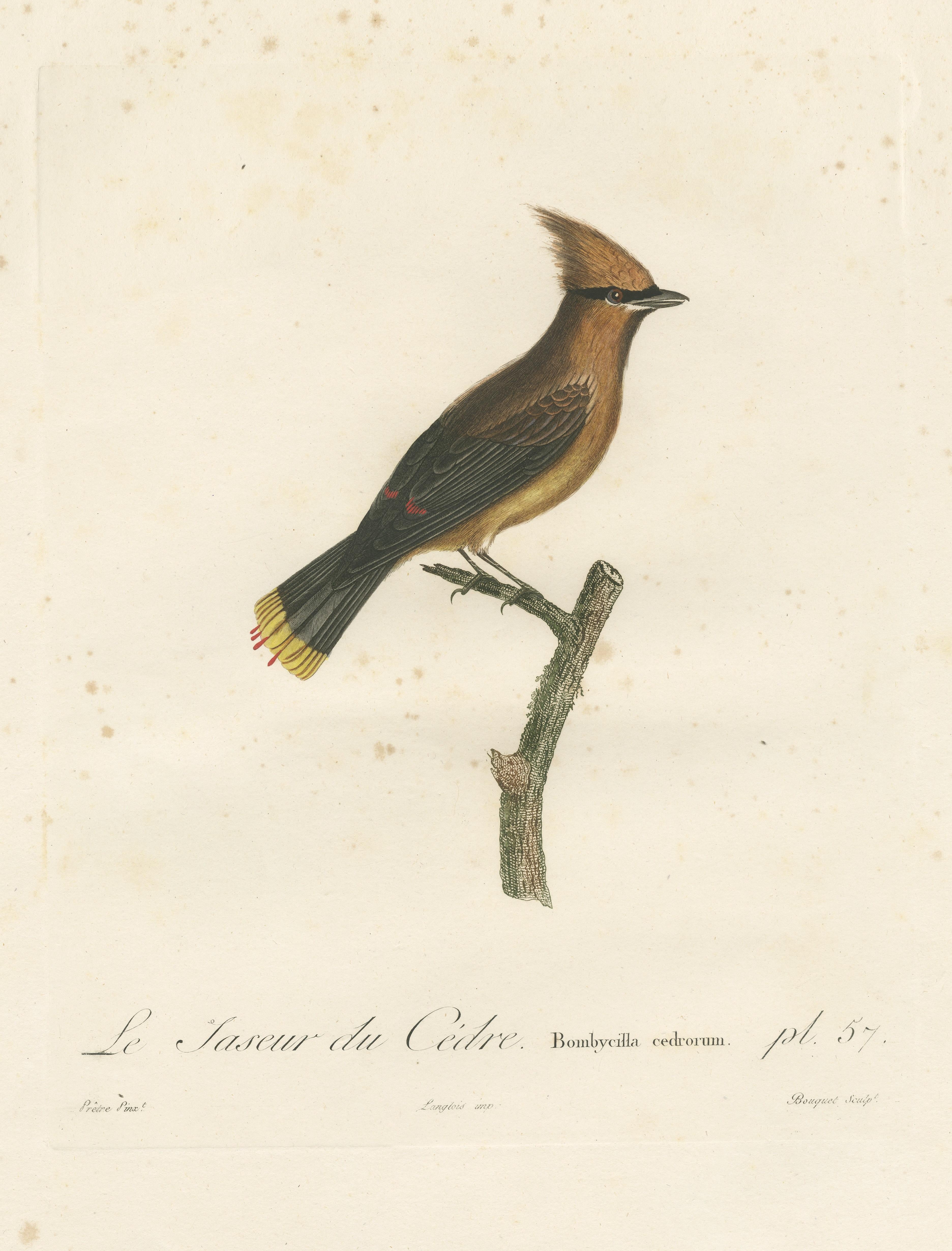 1807 Zedernholz-Wachswing-Druck – Original handkolorierte Vogelillustration von Vieillot (19. Jahrhundert) im Angebot