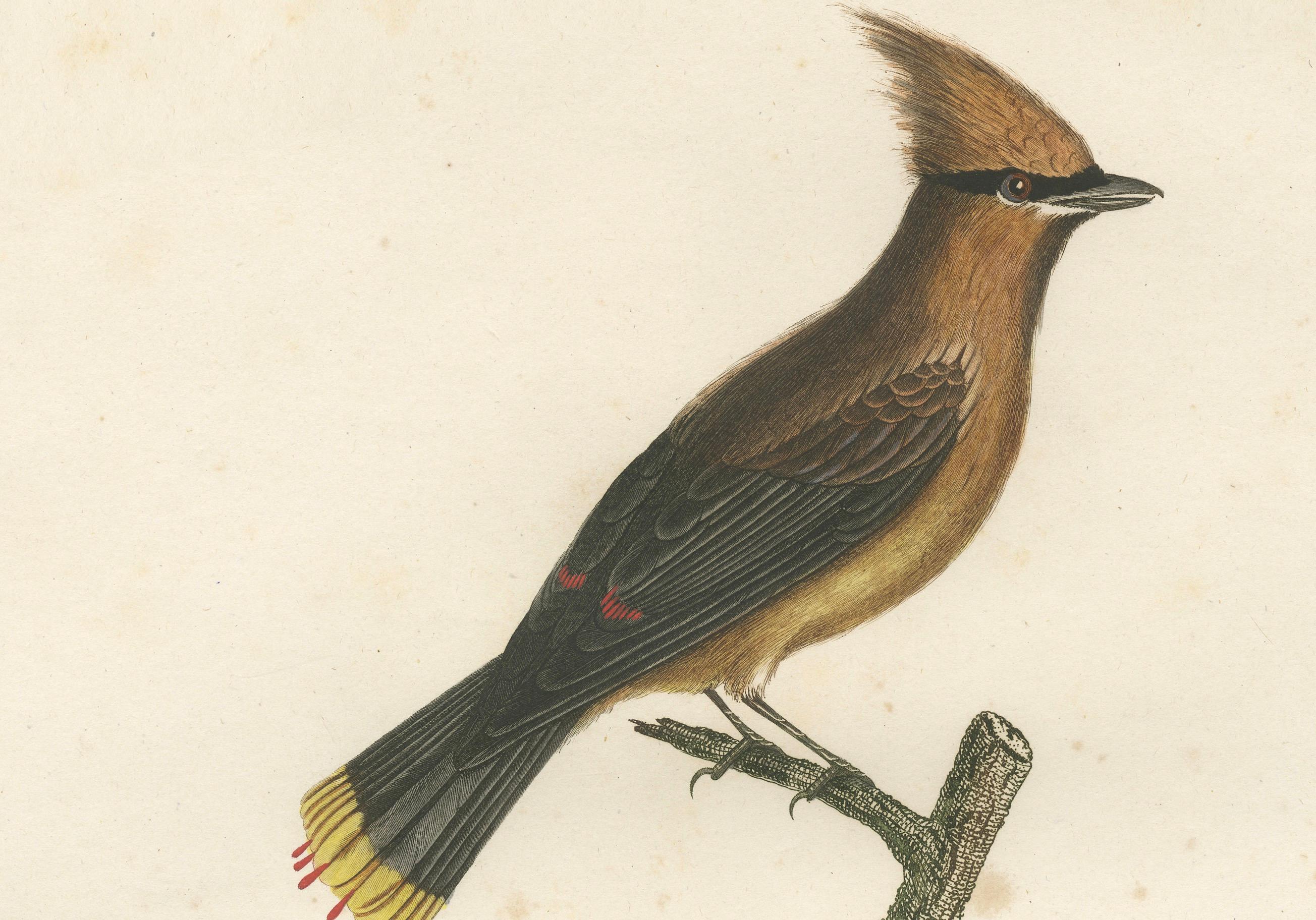 1807 Zedernholz-Wachswing-Druck – Original handkolorierte Vogelillustration von Vieillot (Papier) im Angebot