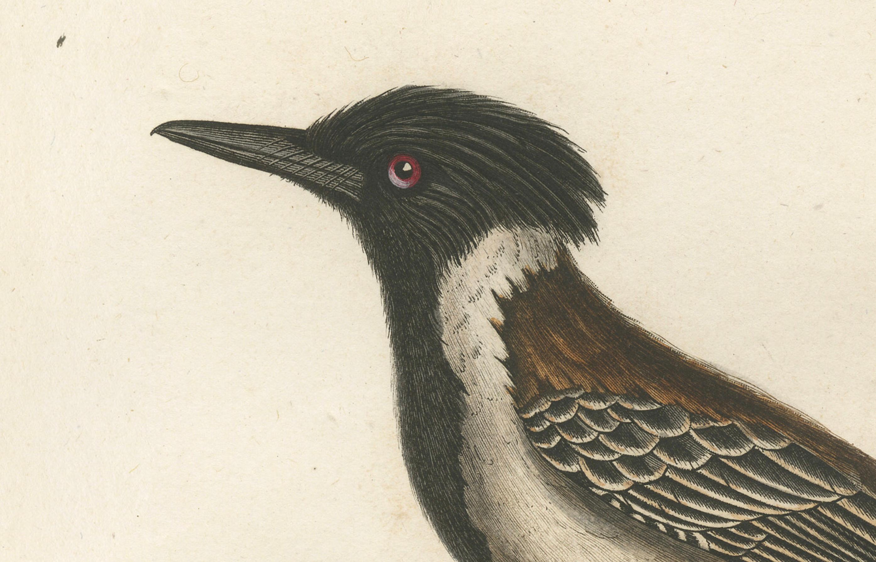 This print, titled 'Le Tyran à huppe noire', represents the Eastern Kingbird (Tyrannus tyrannus). The bird is depicted perched on a branch, rendered in a profile view that showcases its prominent crest and striking plumage. The artwork captures the