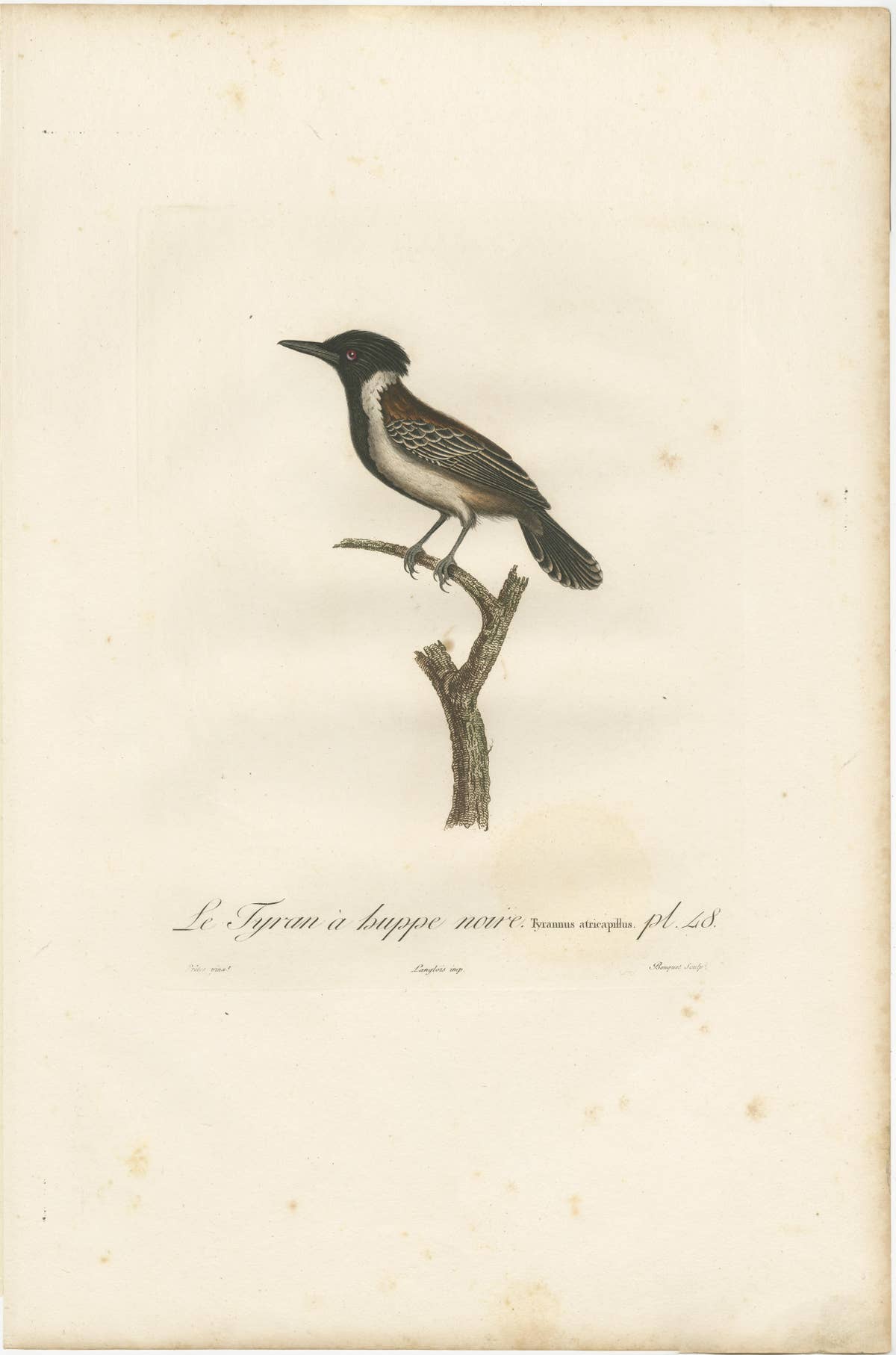 1807 Eastern Kingbird Illustration - 'Le Tyran à huppe noire' Handcolored Print