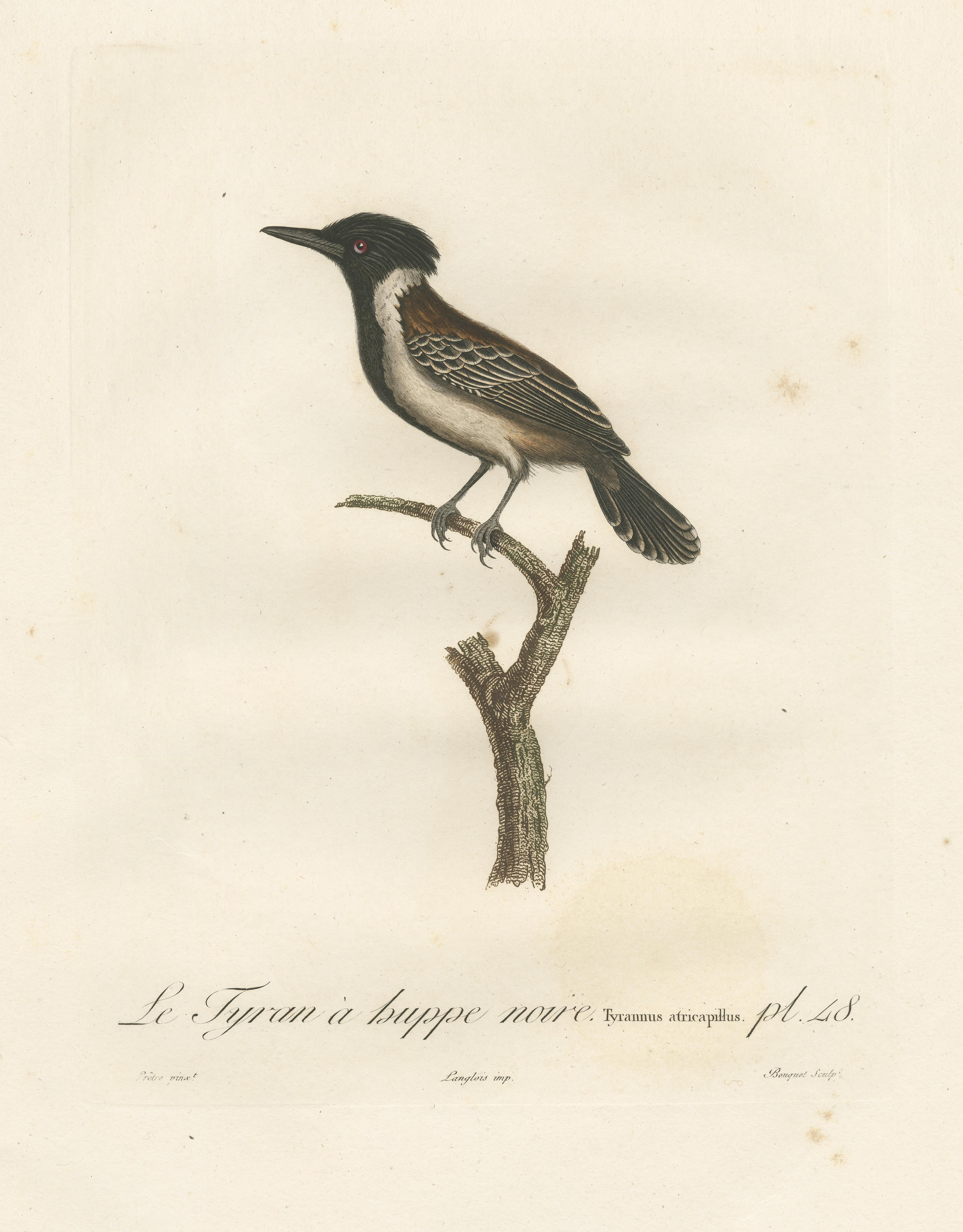 19th Century 1807 Eastern Kingbird Illustration - 'Le Tyran à huppe noire' Handcolored Print For Sale