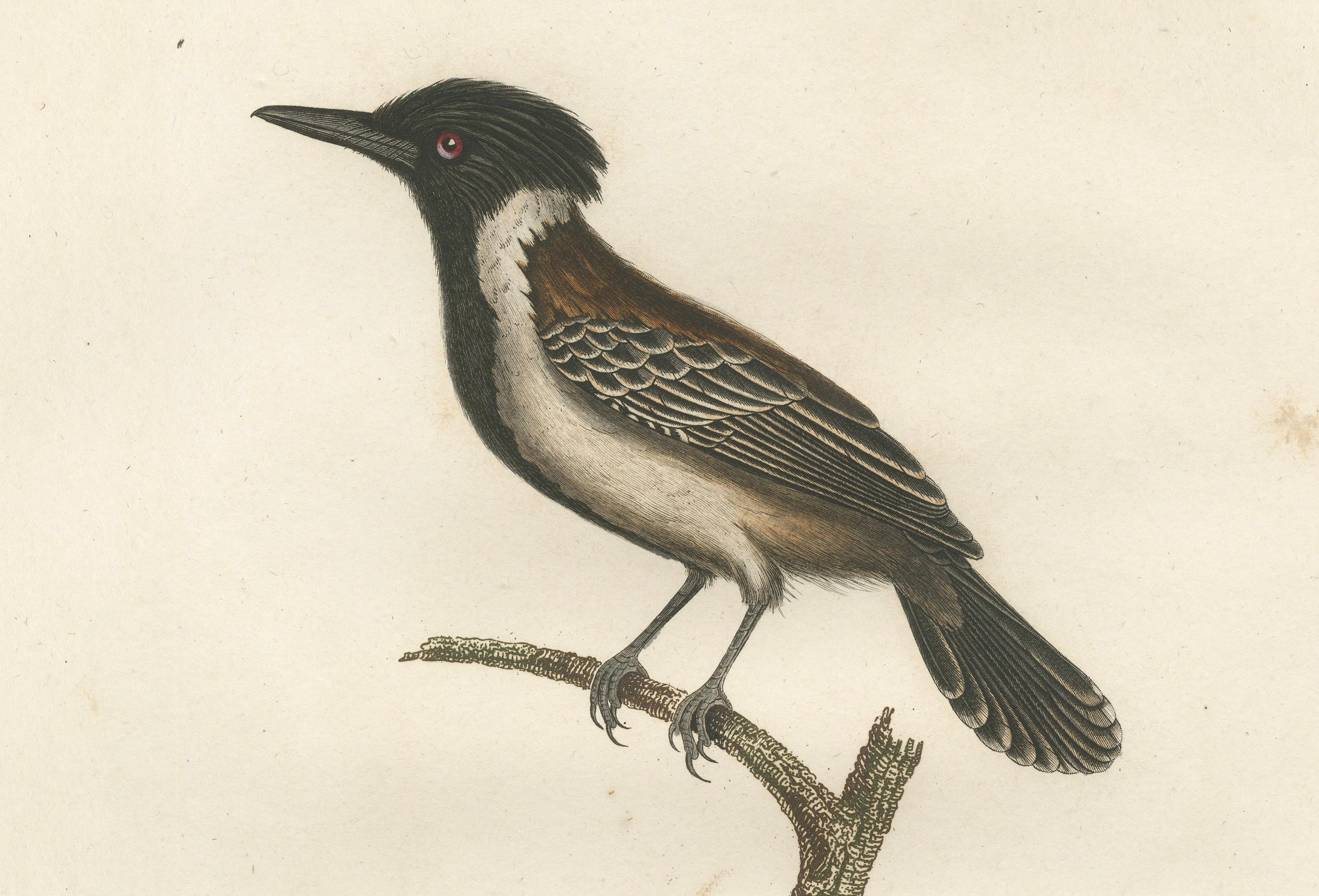 Paper 1807 Eastern Kingbird Illustration - 'Le Tyran à huppe noire' Handcolored Print For Sale