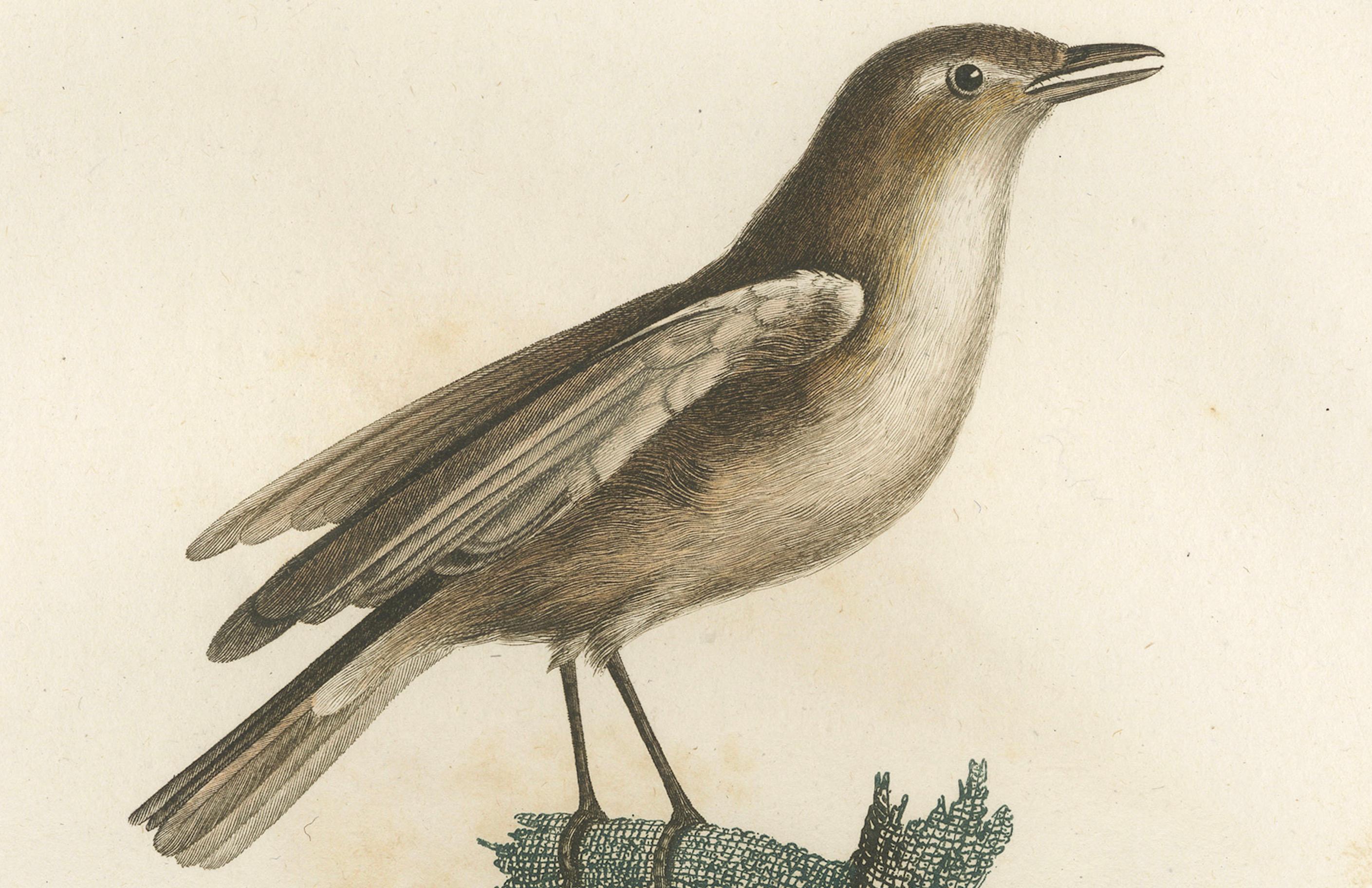 This antique bird print, titled 'Le Moucherolle gris', portrays the Gray Flycatcher, a bird known for its distinctive tail-dipping behavior which differentiates it from other Empidonax species. The flycatcher is illustrated perched on a branch, with