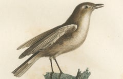 1807 Gray Flycatcher Print - 'Le Moucherolle gris' Handcolored Bird Illustration