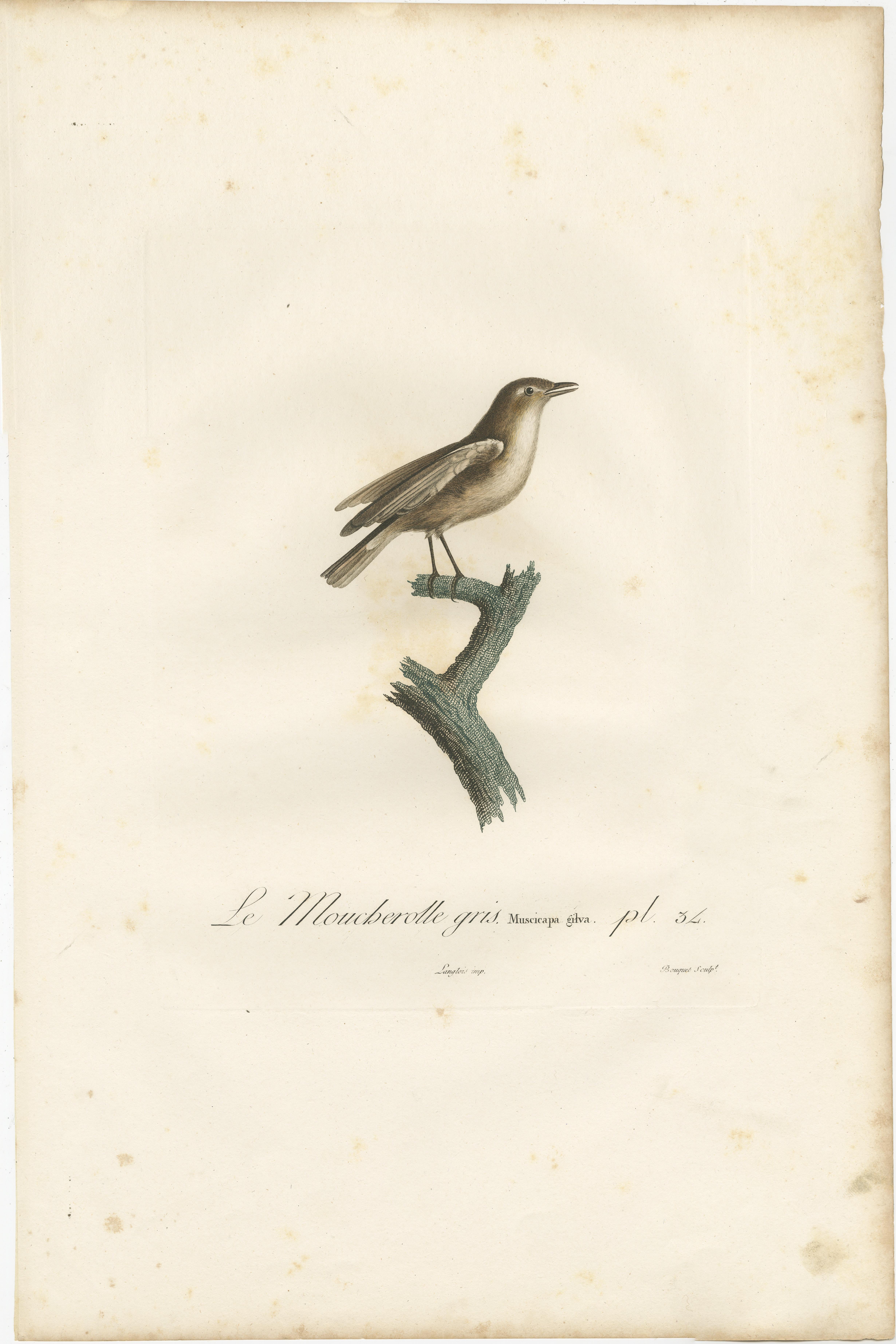 1807 Gray Flycatcher Print - 'Le Moucherolle gris' Handcolored Bird Illustration In Good Condition For Sale In Langweer, NL