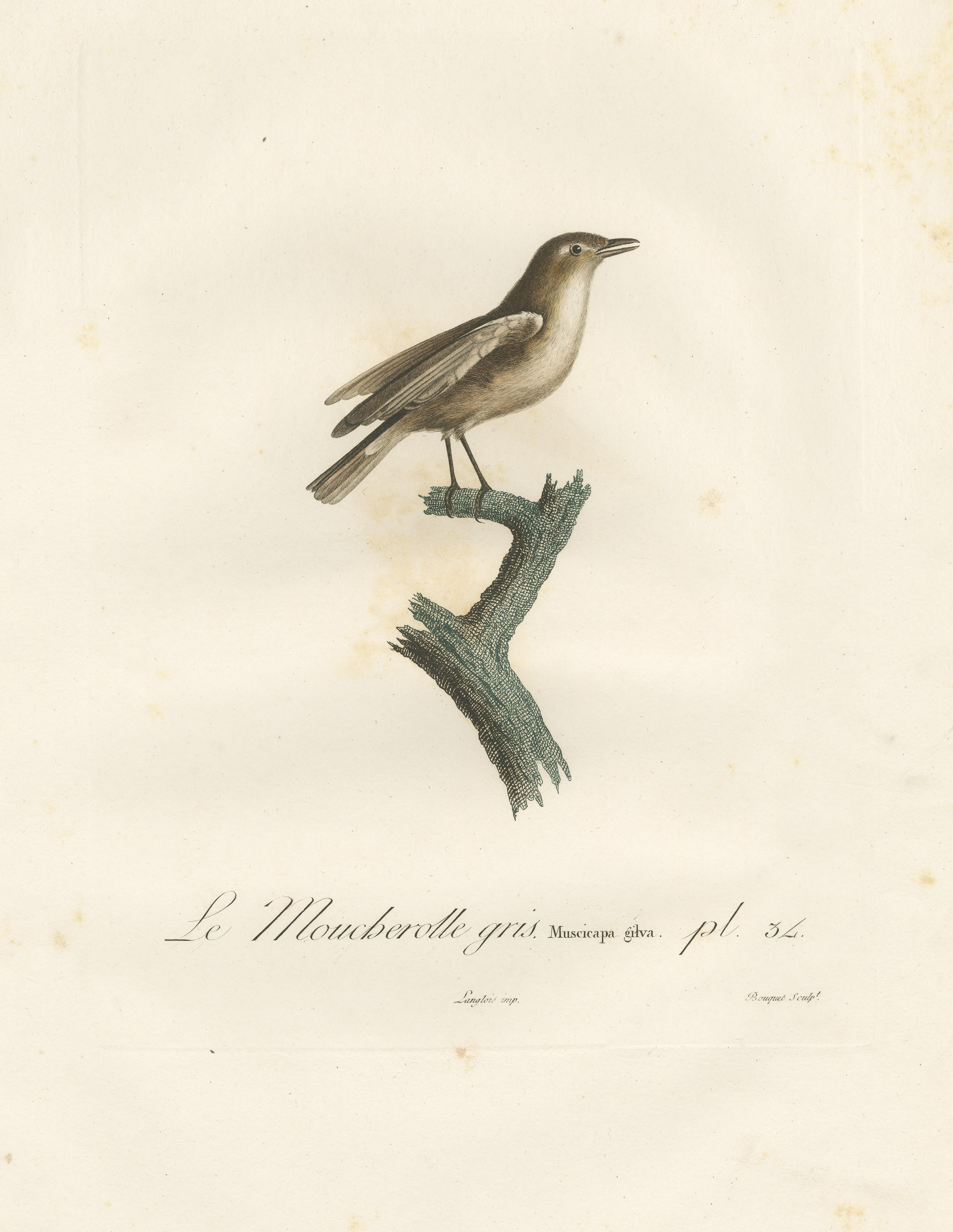 1807 Impresión de Papamoscas Gris - 'Le Moucherolle gris' Ilustración de aves coloreada a mano siglo XIX en venta