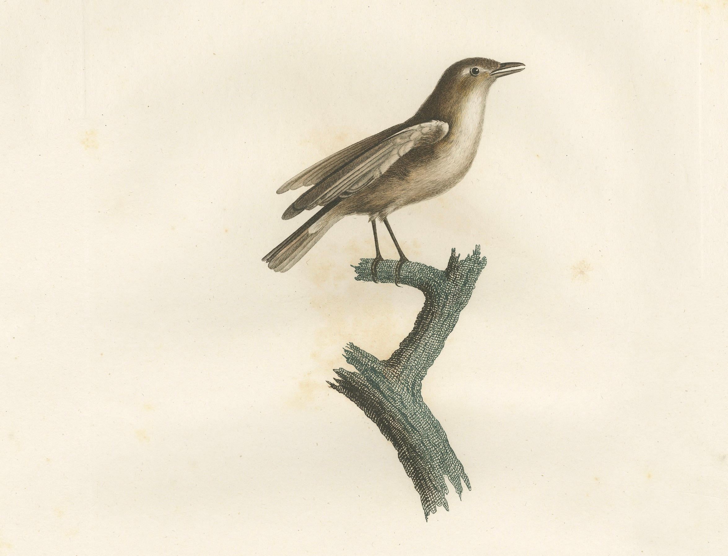 Paper 1807 Gray Flycatcher Print - 'Le Moucherolle gris' Handcolored Bird Illustration For Sale