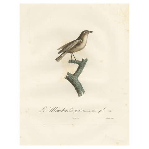 1807 Gray Flycatcher Print - 'Le Moucherolle gris' Handcolored Bird Illustration