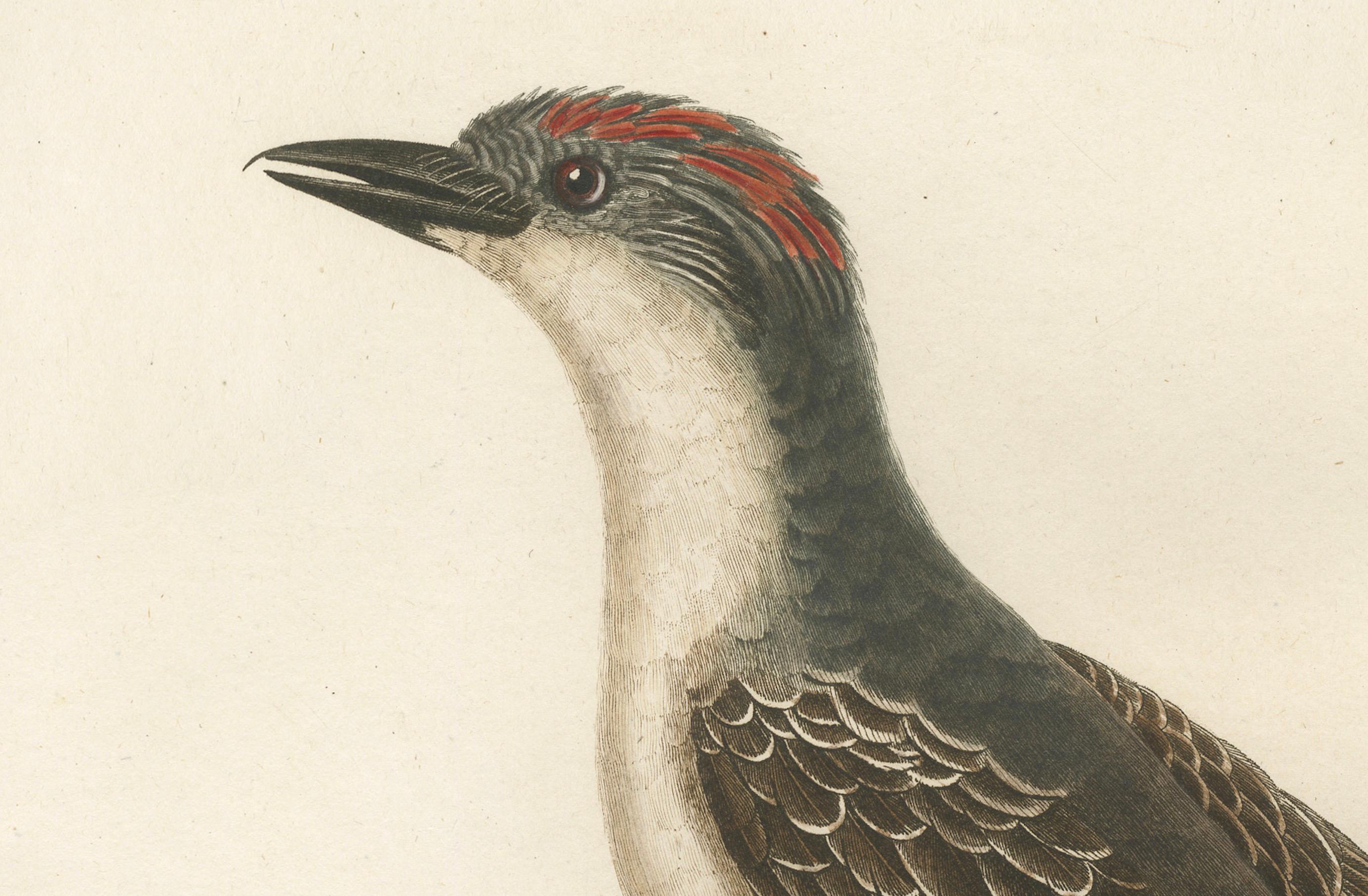 This handcolored antique print titled 'Le Tyran Gris' features the Gray Kingbird (Tyrannus dominicensis), a bird native to the Americas and recognized for its assertive behavior. The kingbird is presented in a poised posture on a branch, with its
