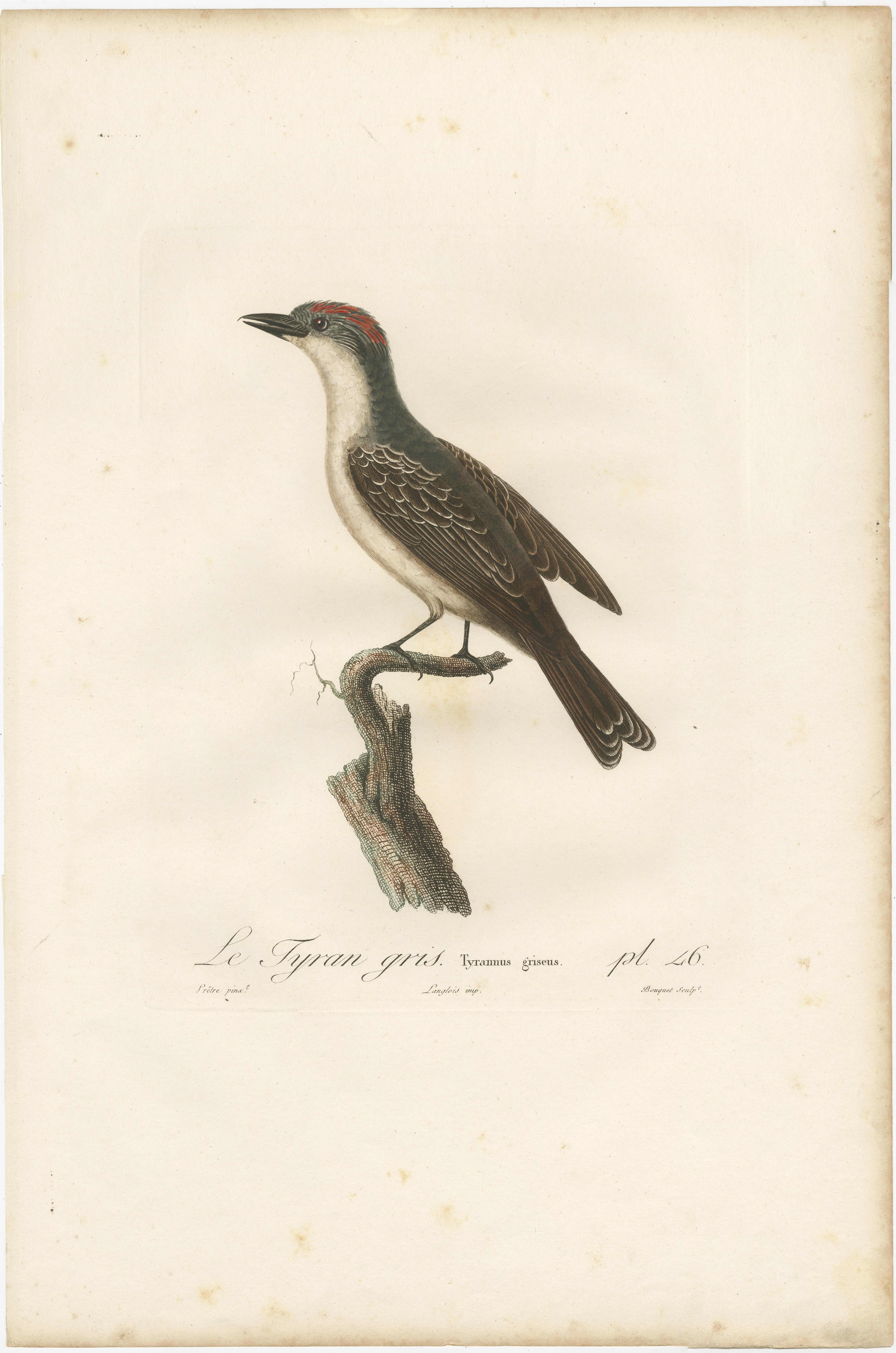 1807 Gray Kingbird Print - 'Le Tyran Gris' Antique Ornithological Illustration In Good Condition For Sale In Langweer, NL