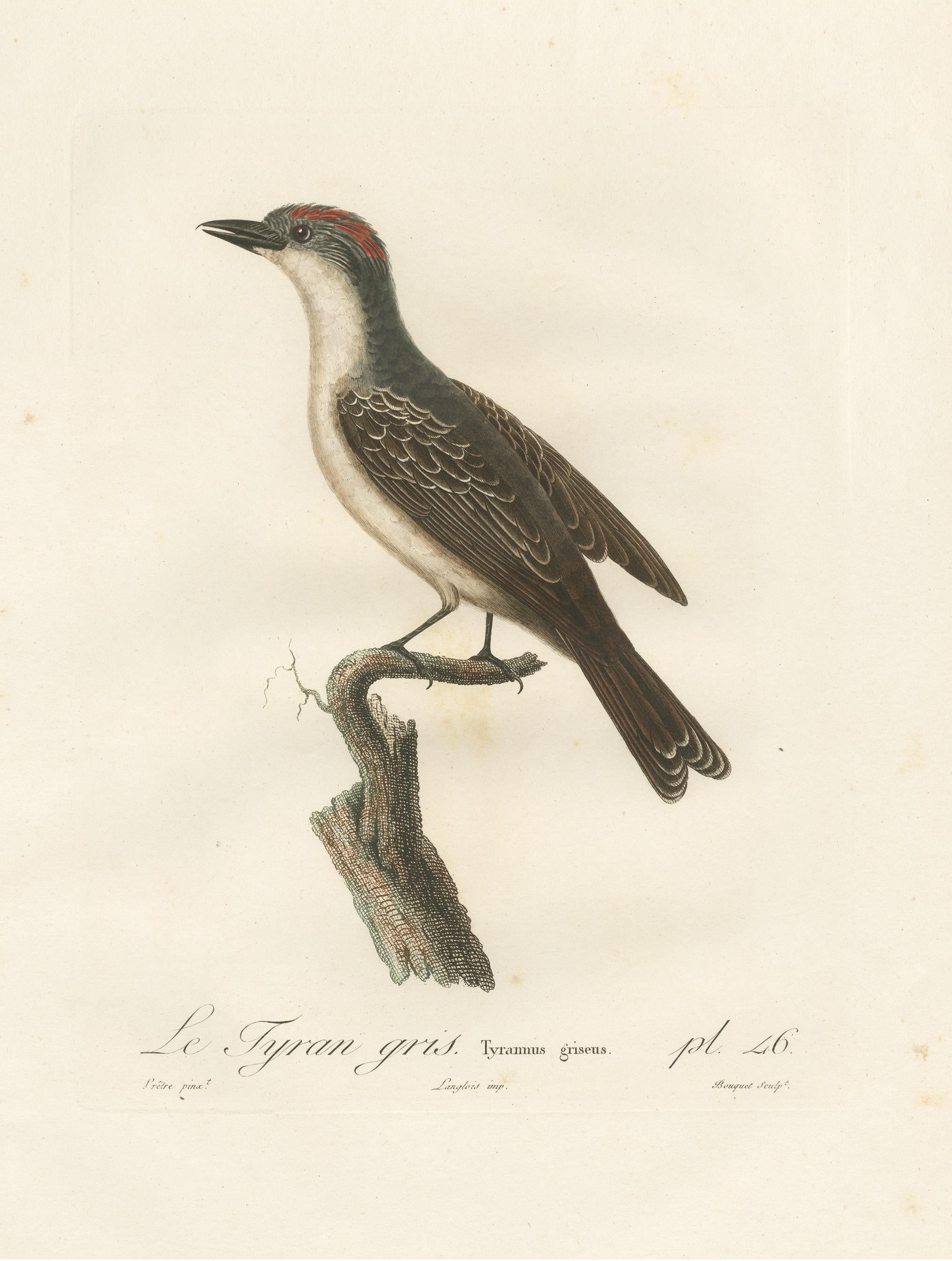 1807 Grauer Vogelvogeldruck - „Le Tyran Gris“ Antike ornithologische Illustration (19. Jahrhundert) im Angebot