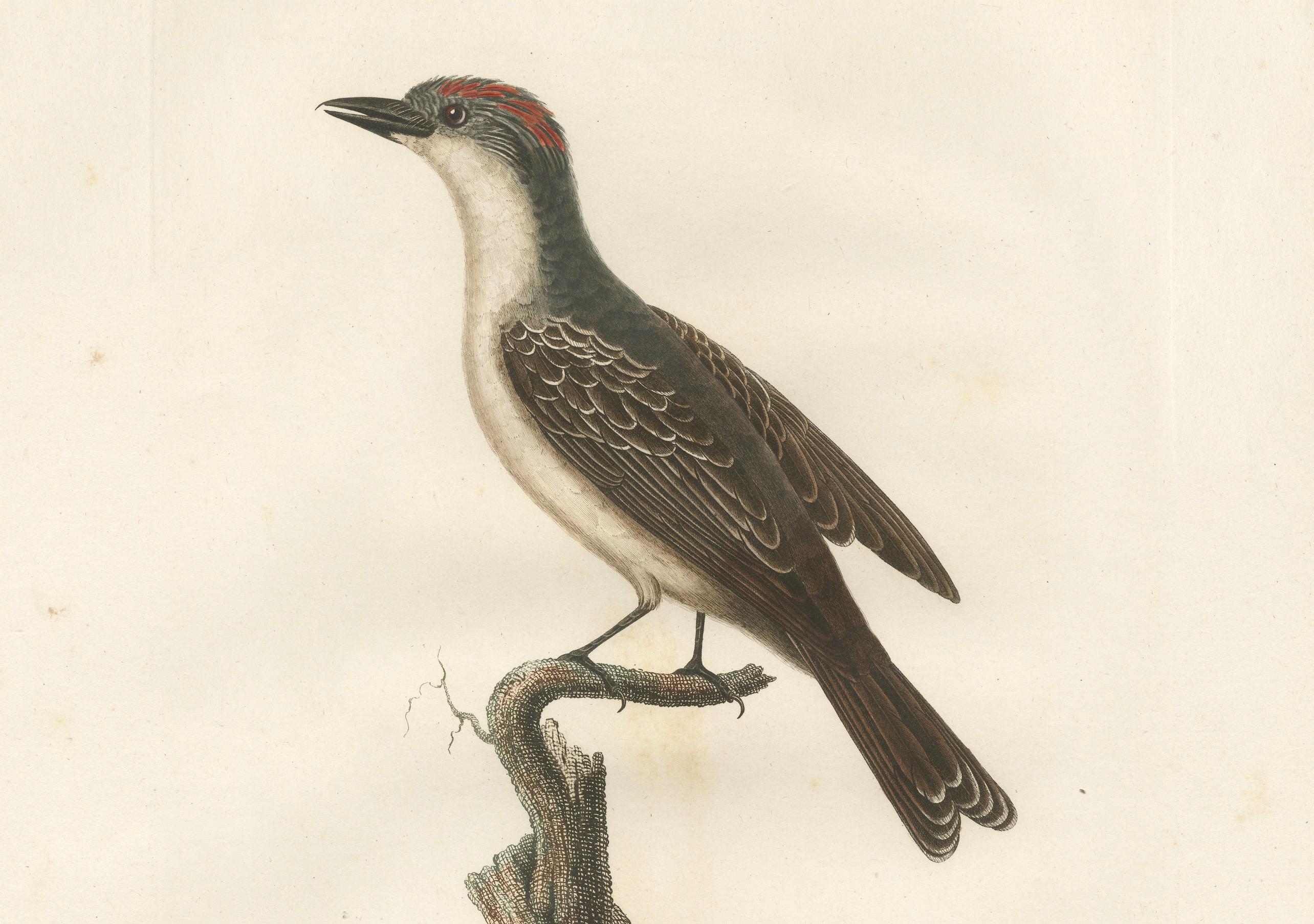 Paper 1807 Gray Kingbird Print - 'Le Tyran Gris' Antique Ornithological Illustration For Sale