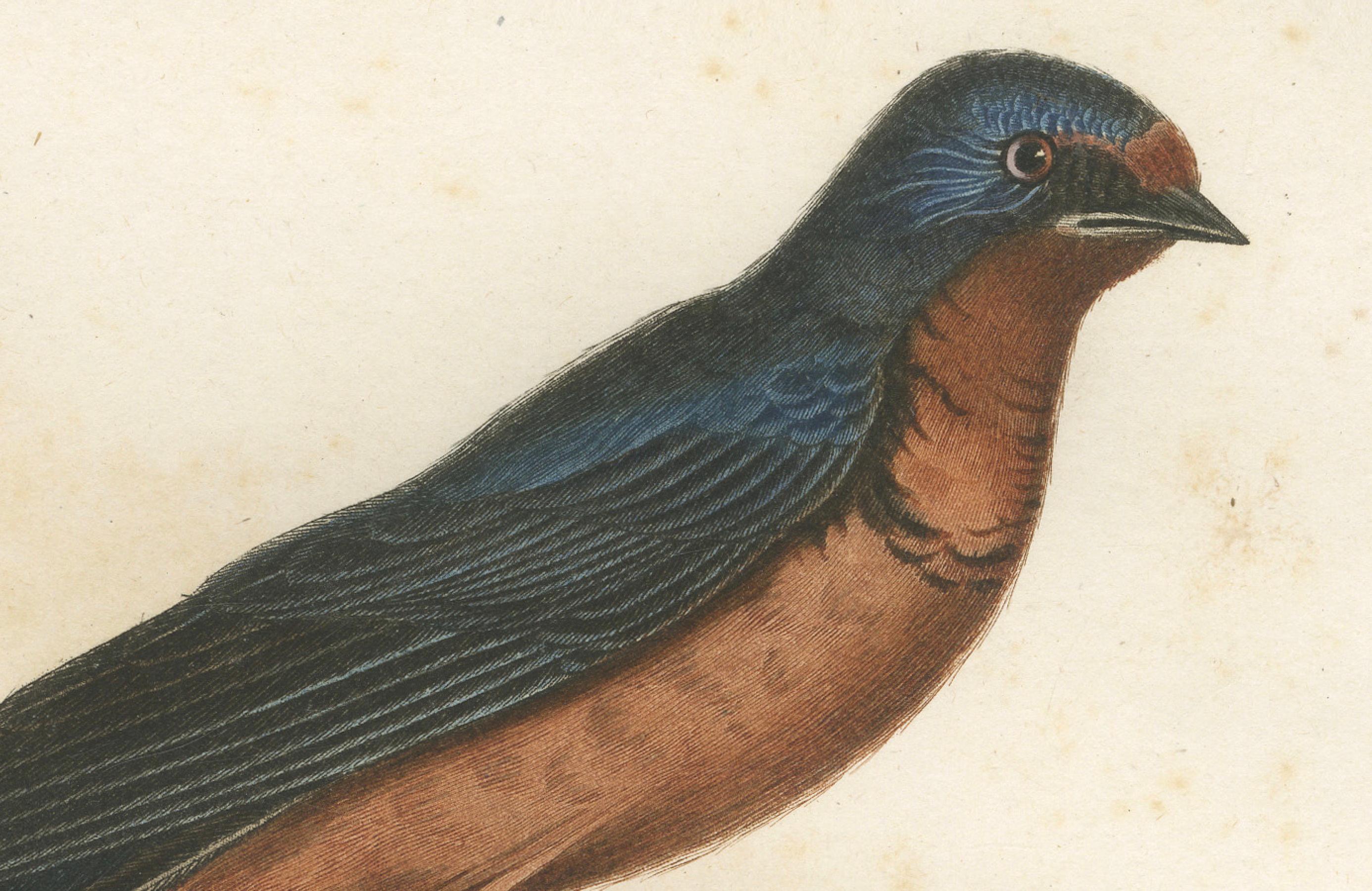 This handcolored antique print, entitled 'L'Hirondelle Rousse', depicts a red-breasted swallow, also known as the rufous-chested swallow. The bird is illustrated in mid-pose, captured with its wings folded, perched on a stump. Its rich chestnut