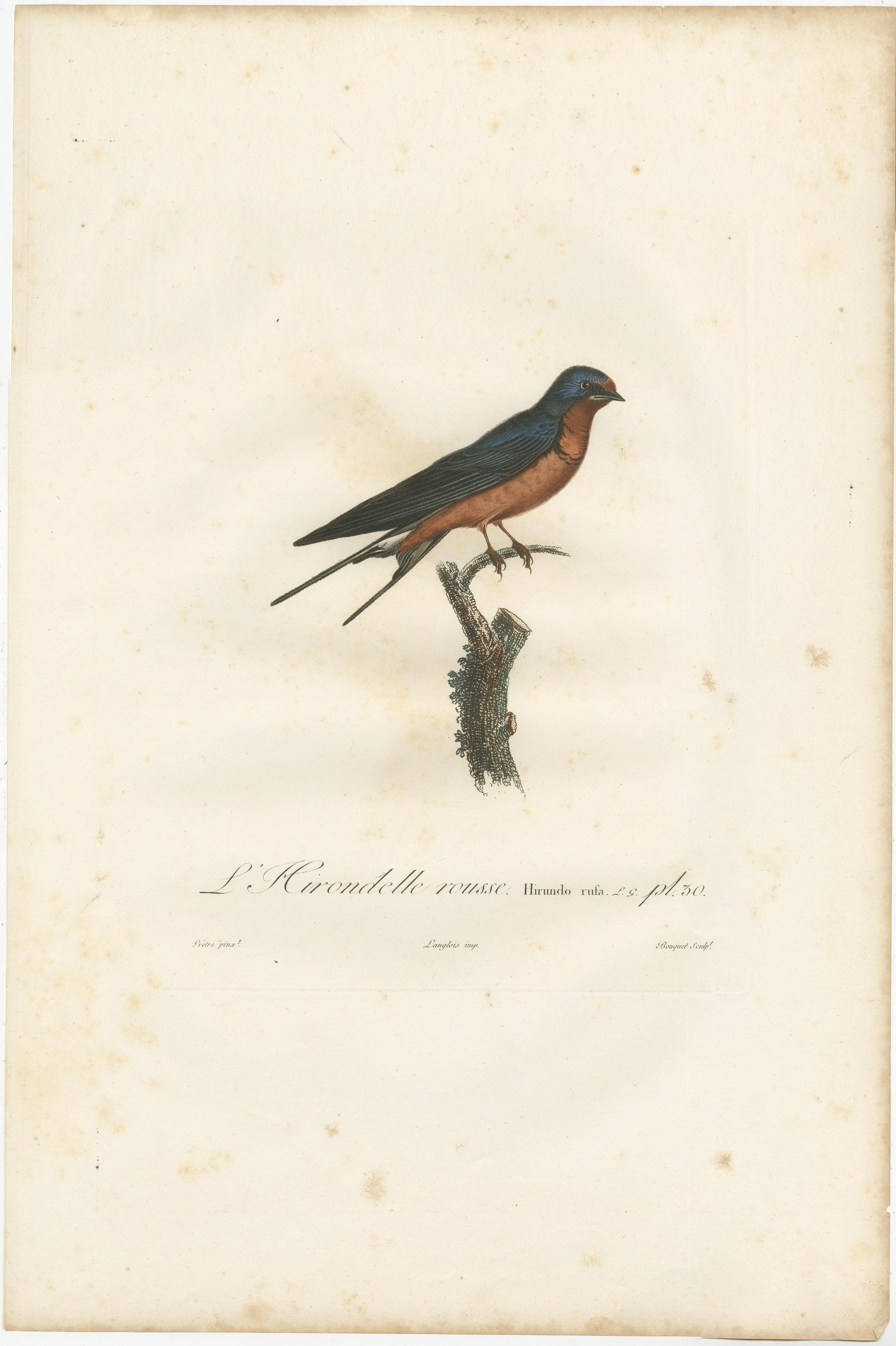 1807 Red-Breasted Swallow Illustration - Original Handcolored Antique Bird Print In Good Condition For Sale In Langweer, NL