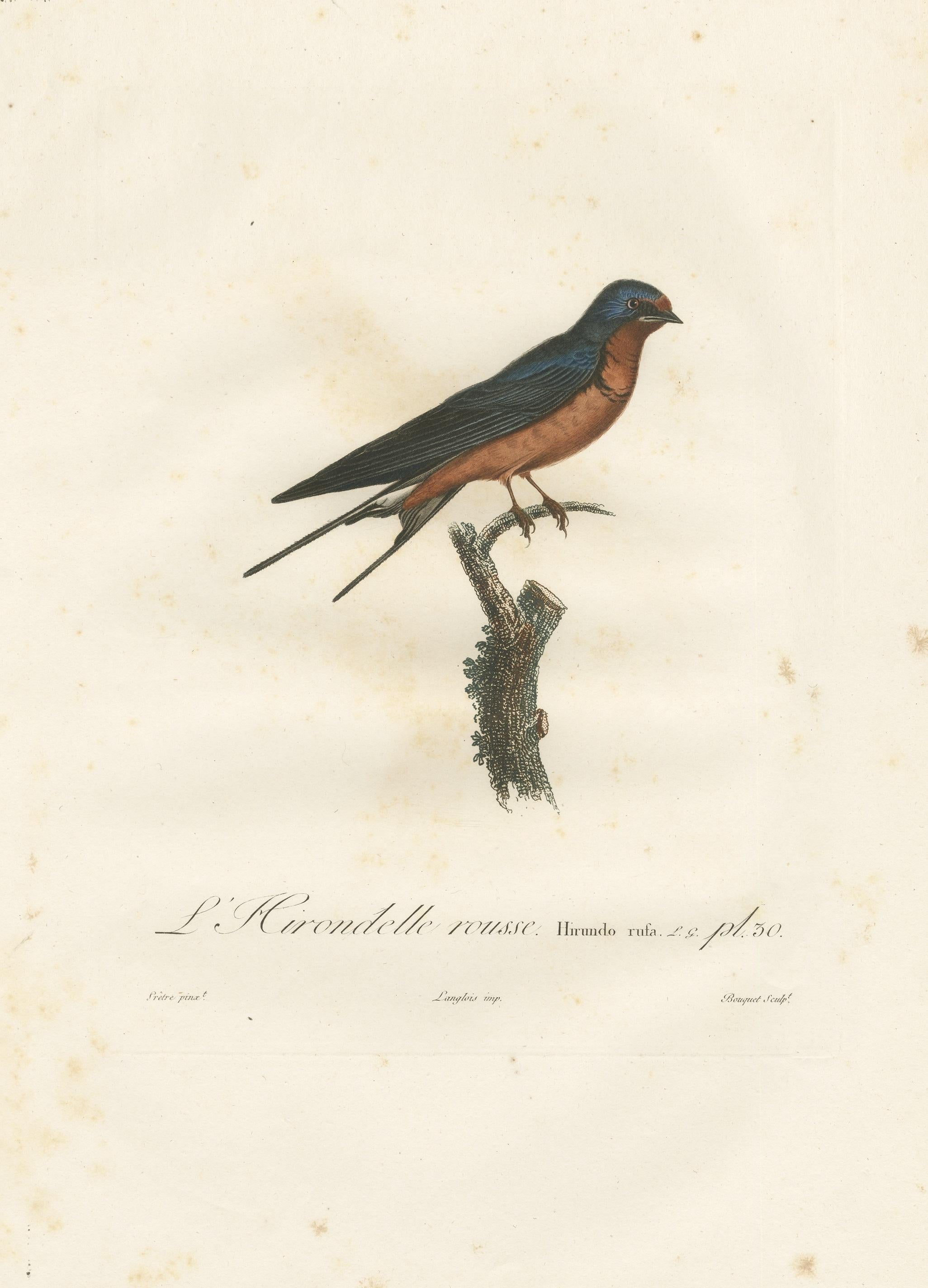 19th Century 1807 Red-Breasted Swallow Illustration - Original Handcolored Antique Bird Print For Sale