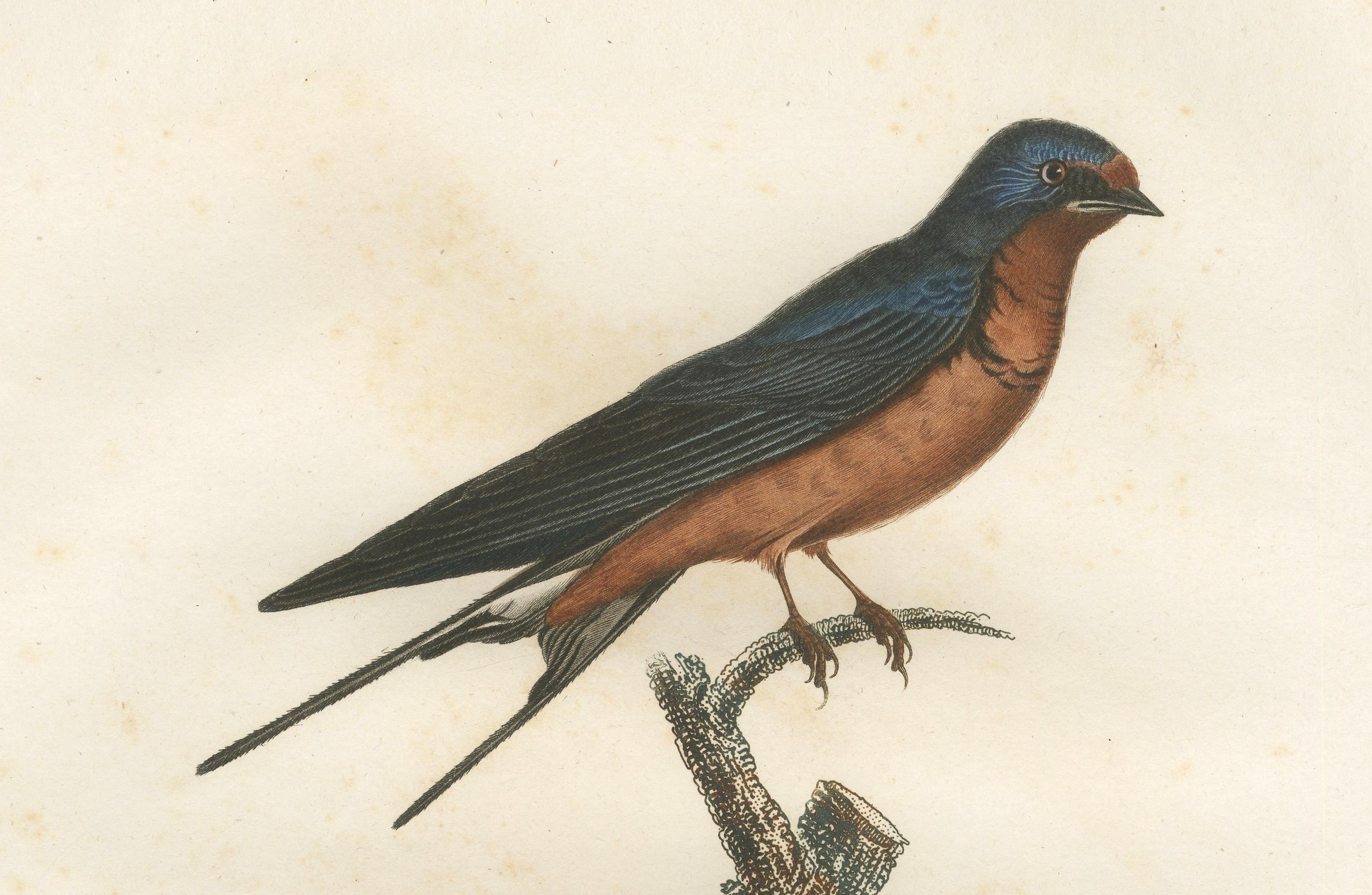 Paper 1807 Red-Breasted Swallow Illustration - Original Handcolored Antique Bird Print For Sale