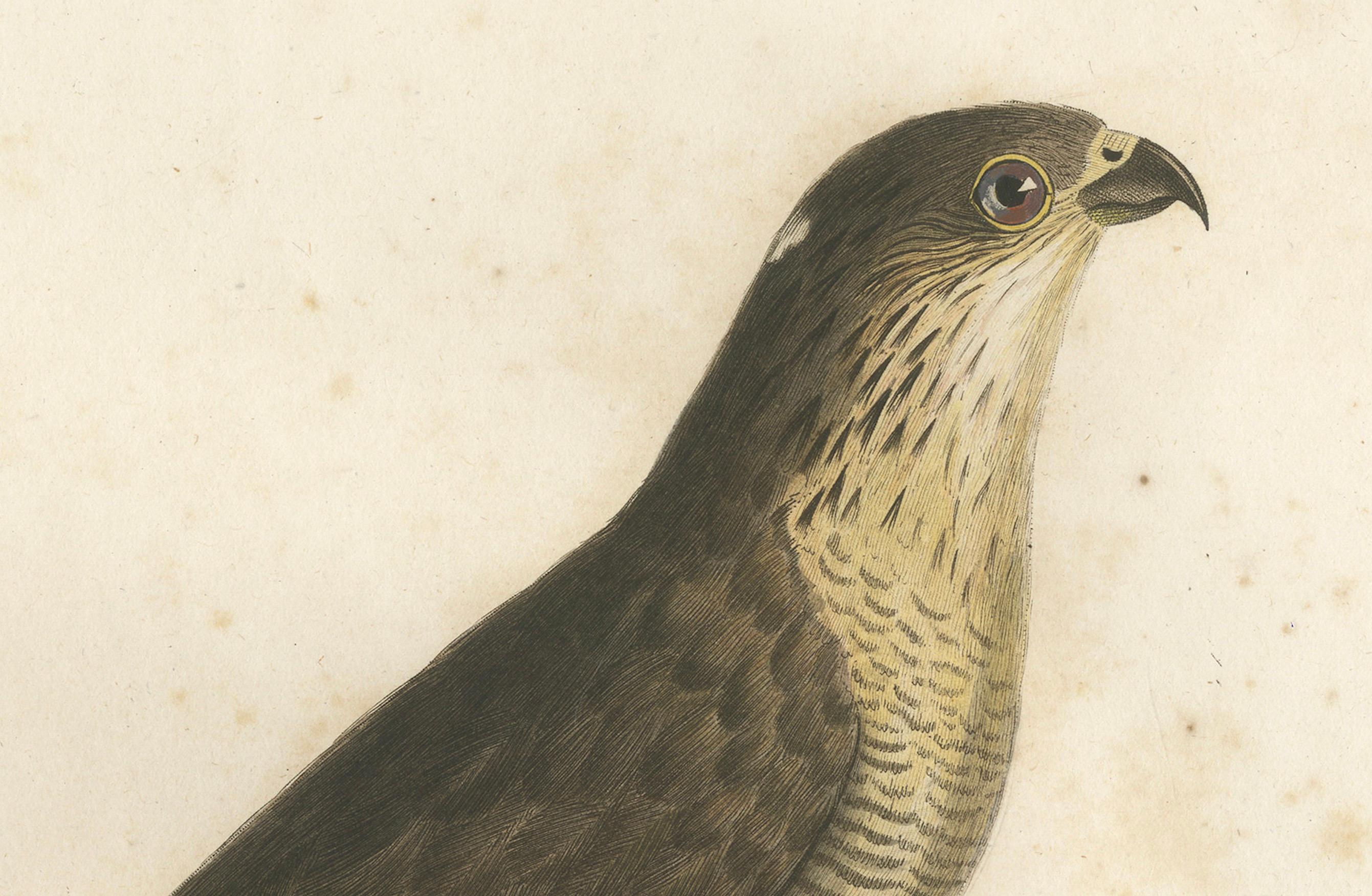 This handcolored antique print, titled 'L'Epervier rayé', depicts a sharp-shinned hawk (Accipiter striatus), also known as a sharpie. The hawk is portrayed in a poised stance, perched on a branch, with its body angled towards the viewer, showcasing