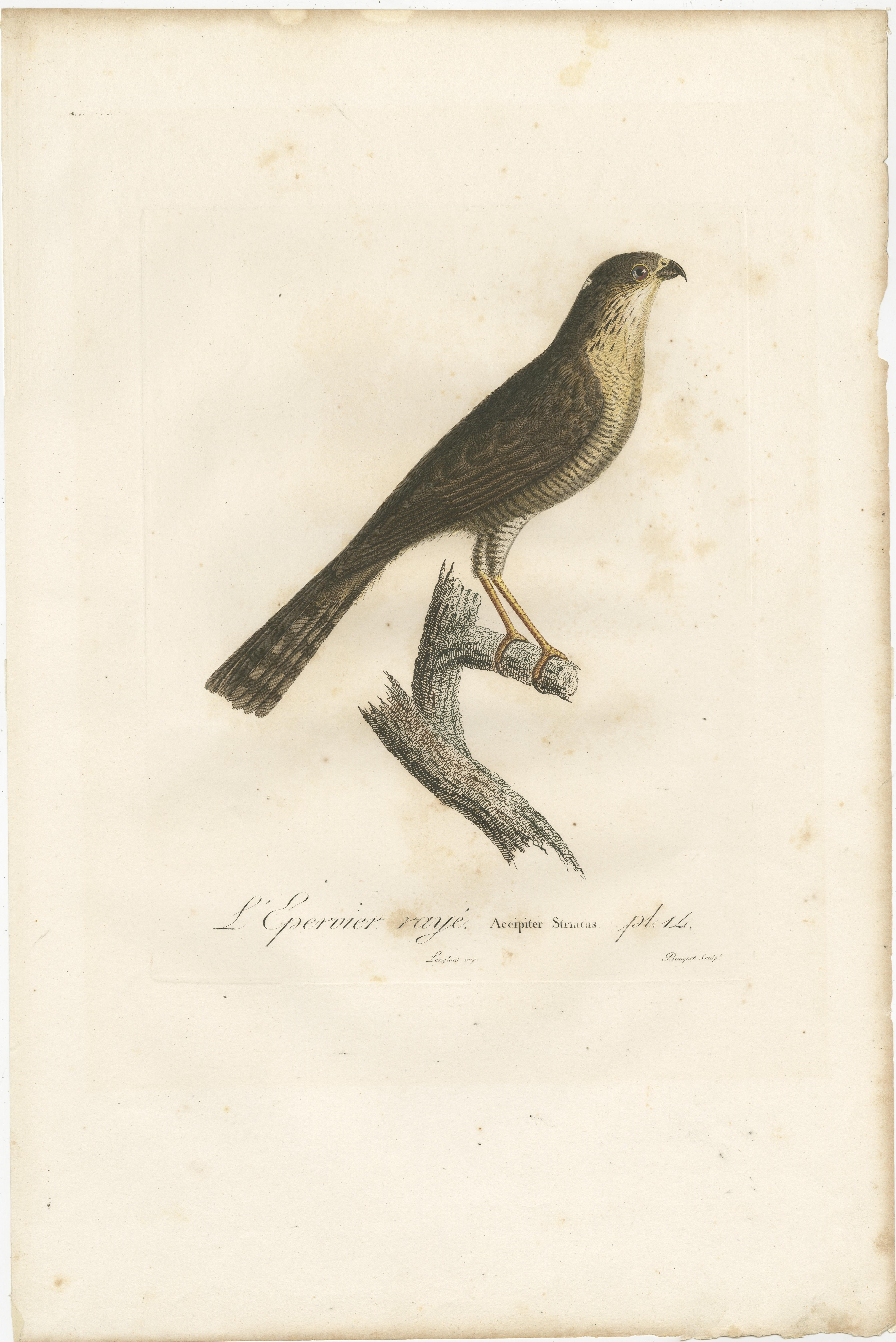 1807 Sharp-Shinned Hawk Illustration - 'L'Epervier rayé' Antique and Handcolored In Good Condition For Sale In Langweer, NL
