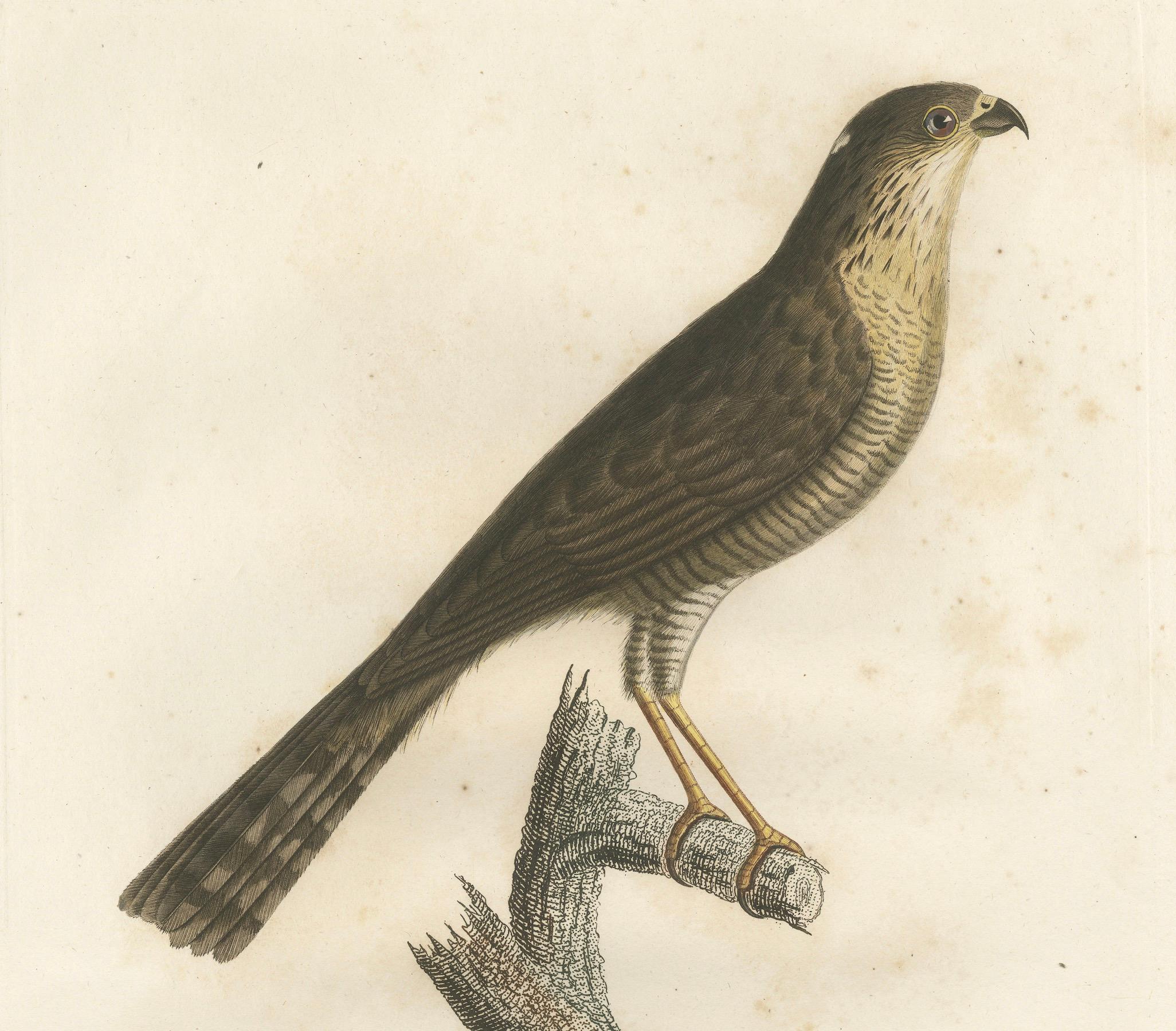 19th Century 1807 Sharp-Shinned Hawk Illustration - 'L'Epervier rayé' Antique and Handcolored For Sale