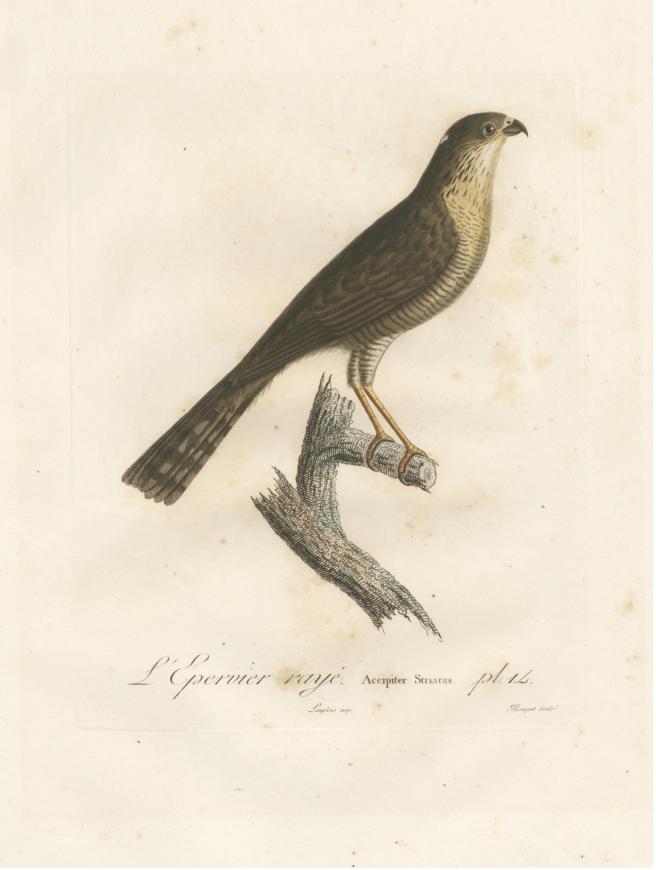 Paper 1807 Sharp-Shinned Hawk Illustration - 'L'Epervier rayé' Antique and Handcolored For Sale