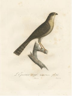 1807 Sharp-Shinned Hawk Illustration - 'L'Epervier rayé' Antique and Handcolored