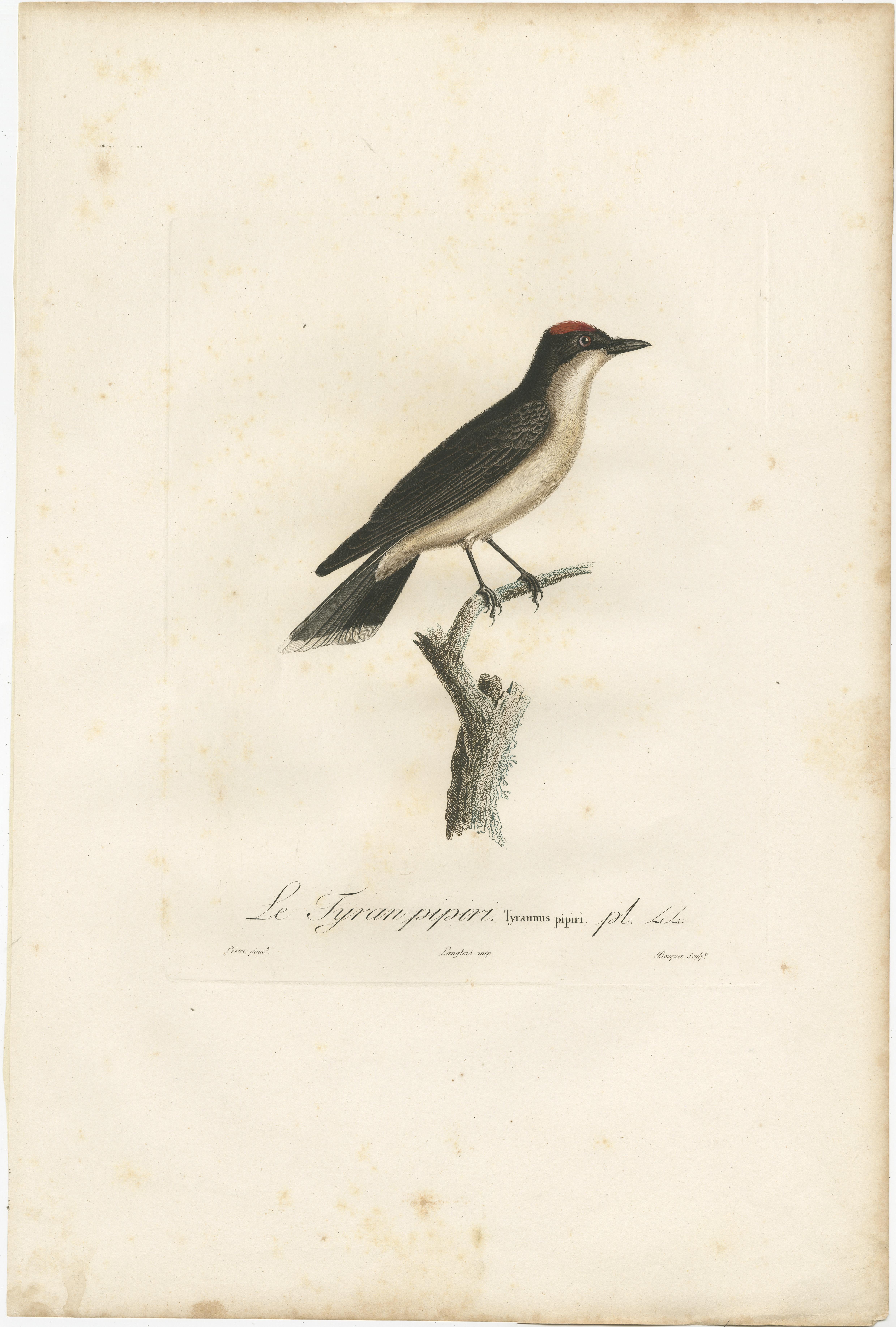 Antiker Vogeldruck mit dem Titel 'Le Tyran pipiri'. Großer alter Vogeldruck einer Tyrannenschnäpperart. Die genaue Art muss noch bestimmt werden. Dieser Druck stammt aus der 