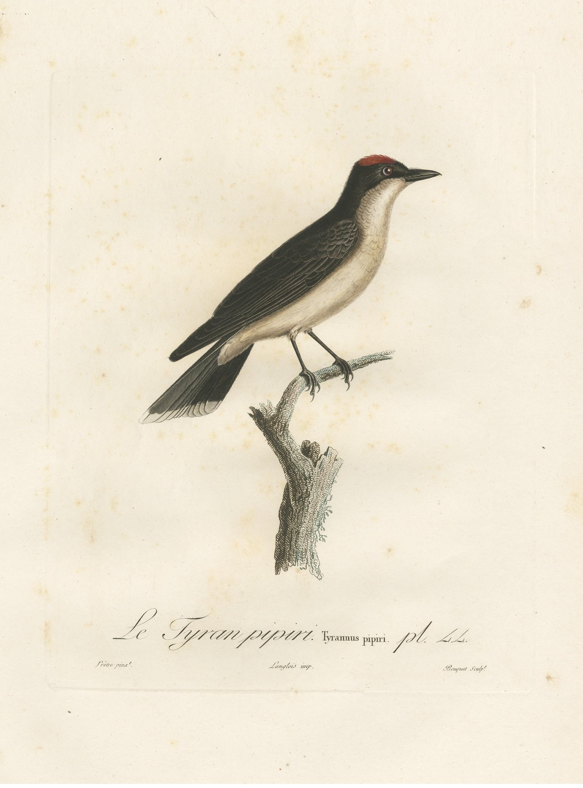 1807 Vermilion Flycatcher Handkolorierter Druck- Antike ornithologische Illustration im Zustand „Gut“ im Angebot in Langweer, NL