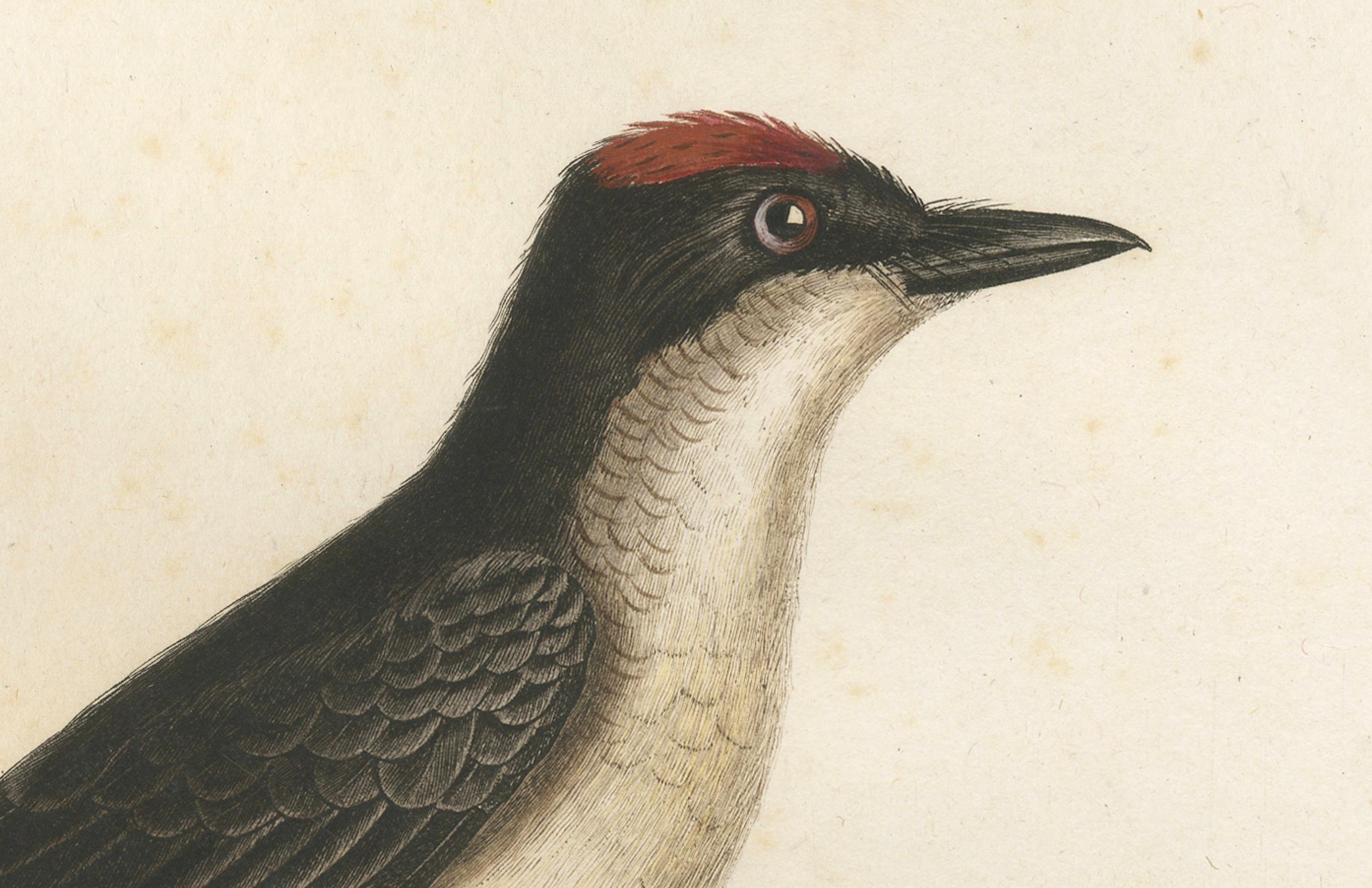 19th Century 1807 Vermilion Flycatcher Handcolored Print- Antique Ornithological Illustration For Sale