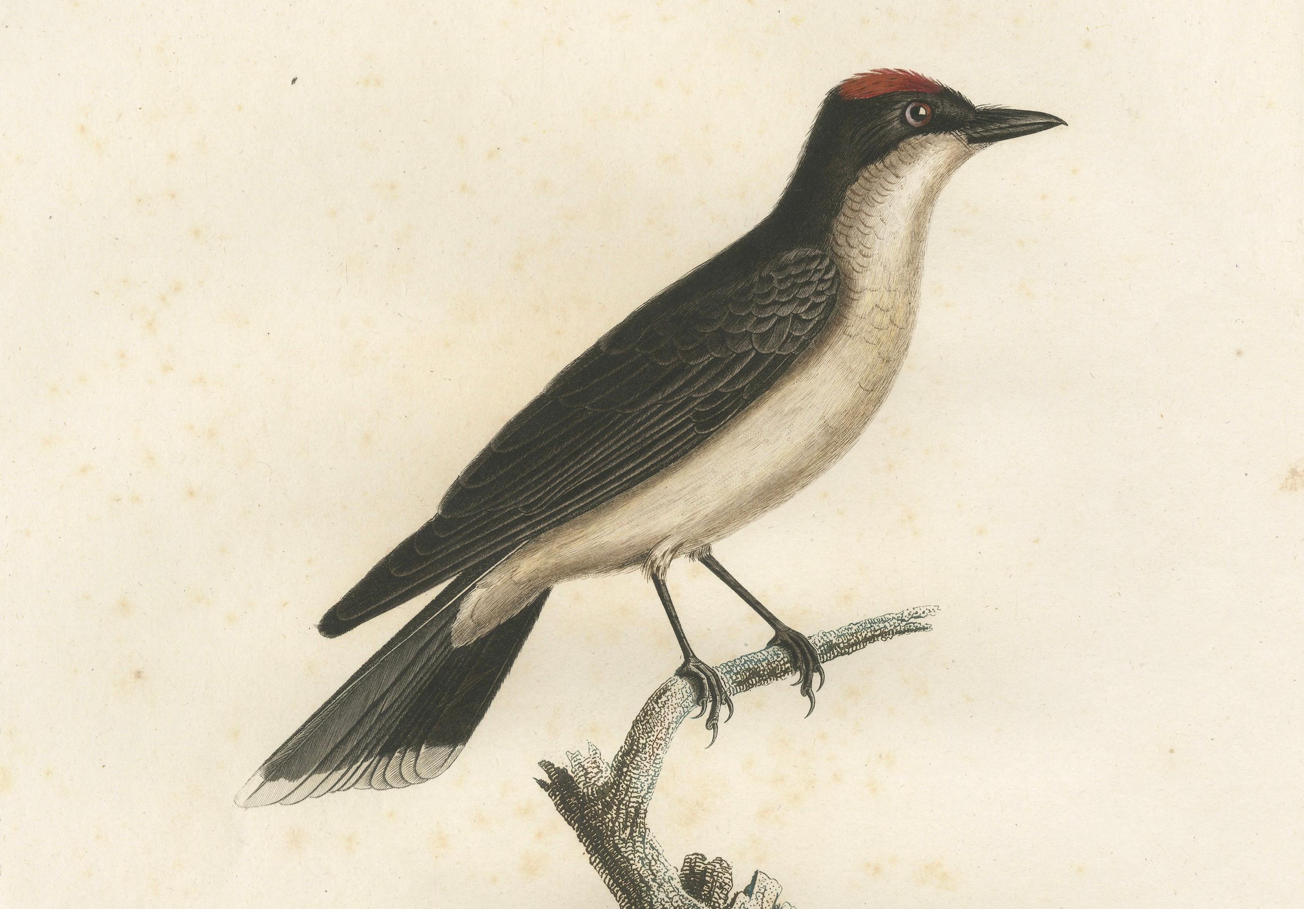 Paper 1807 Vermilion Flycatcher Handcolored Print- Antique Ornithological Illustration For Sale