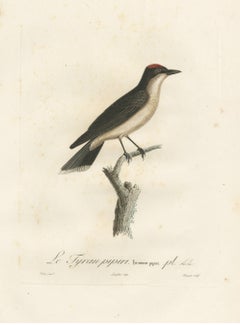 1807 Vermilion Flycatcher Handcolored Print- Antique Ornithological Illustration