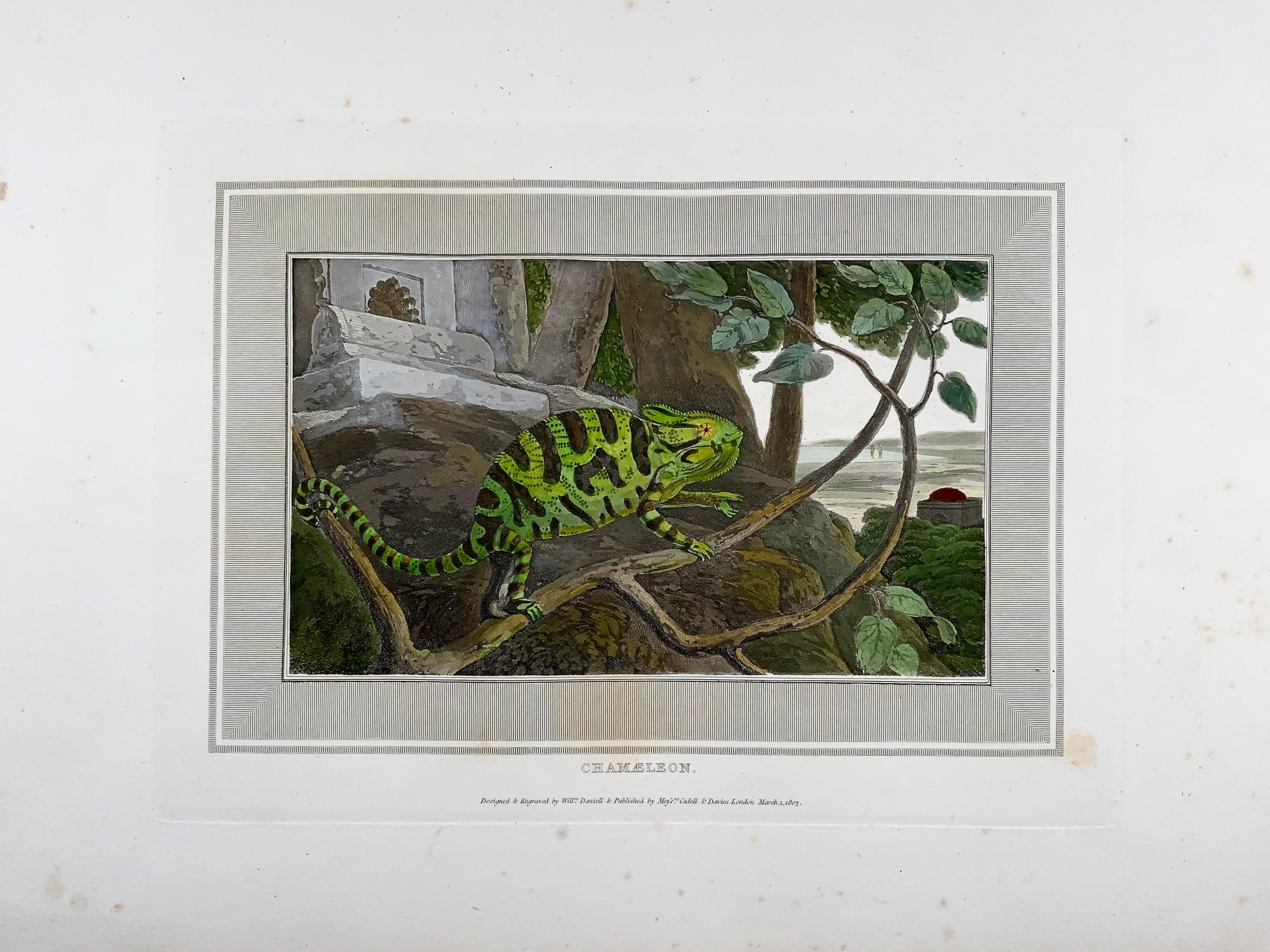 Georgien William Daniell, Chameleon, reptile, aquatinte colorée à la main, 1807 en vente